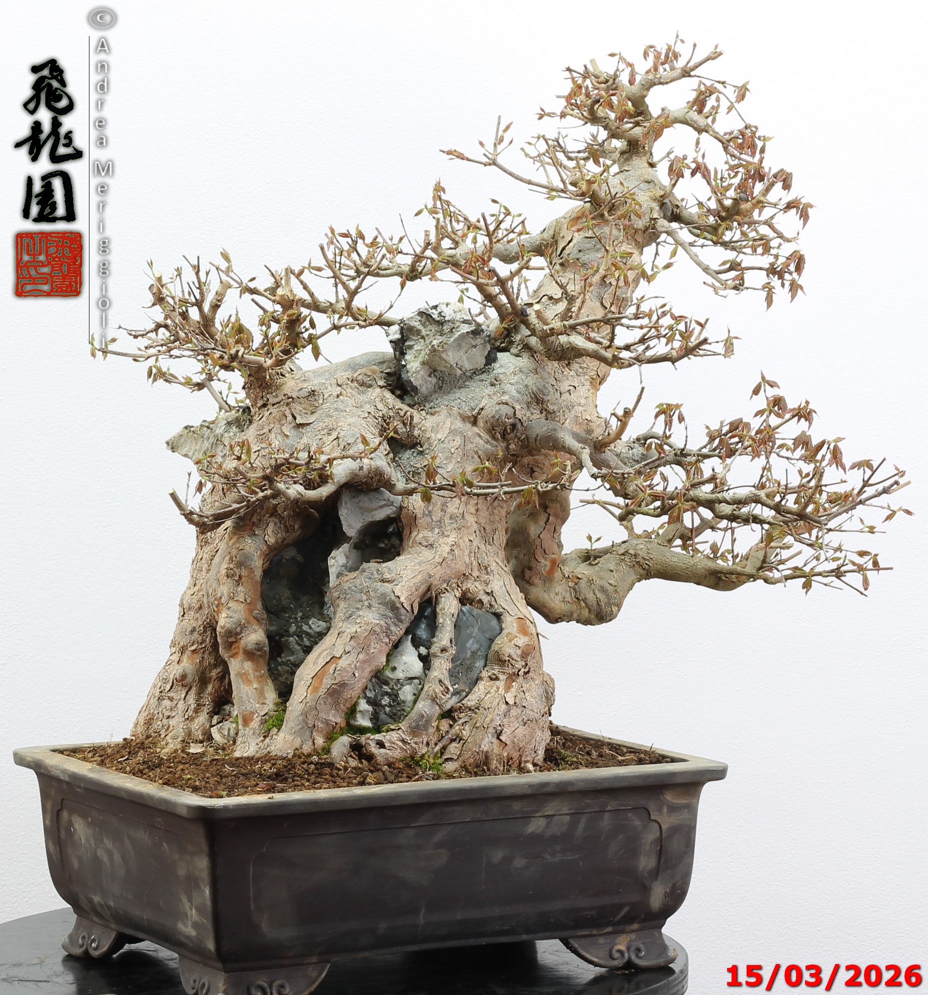 Acer buergerianum ishizuki - Image 6
