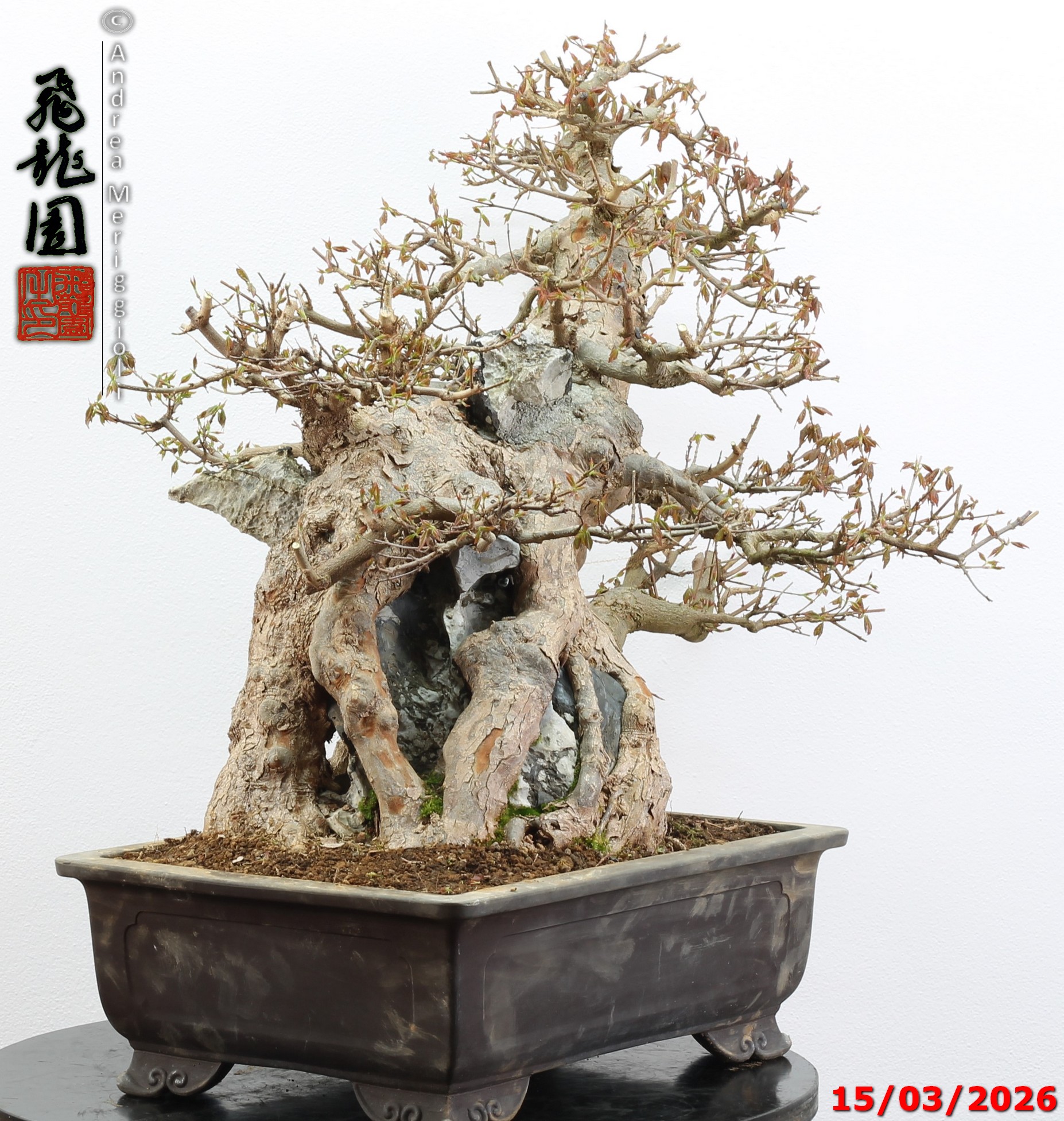 Acer buergerianum ishizuki - Image 5