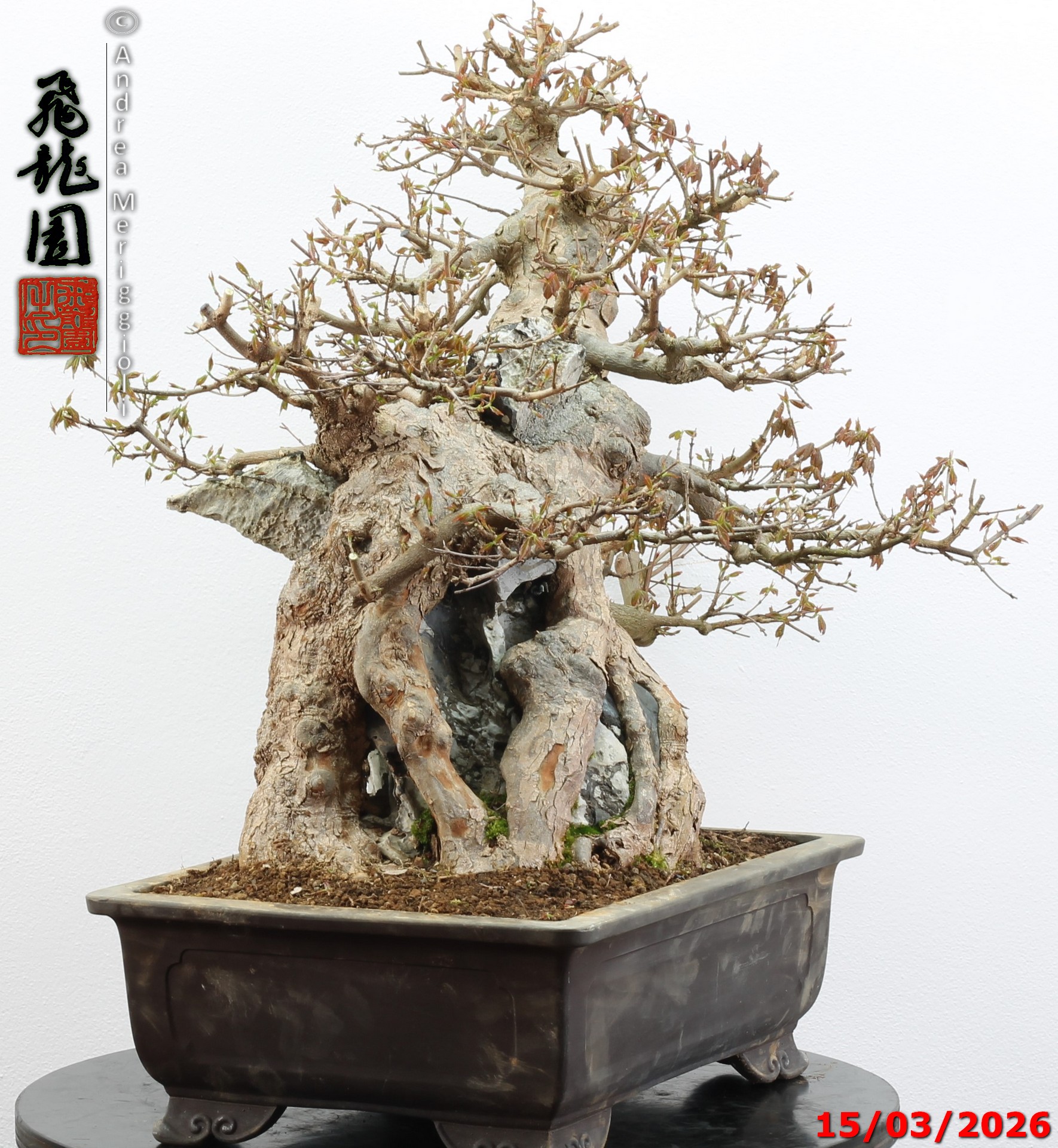 Acer buergerianum ishizuki - Image 4