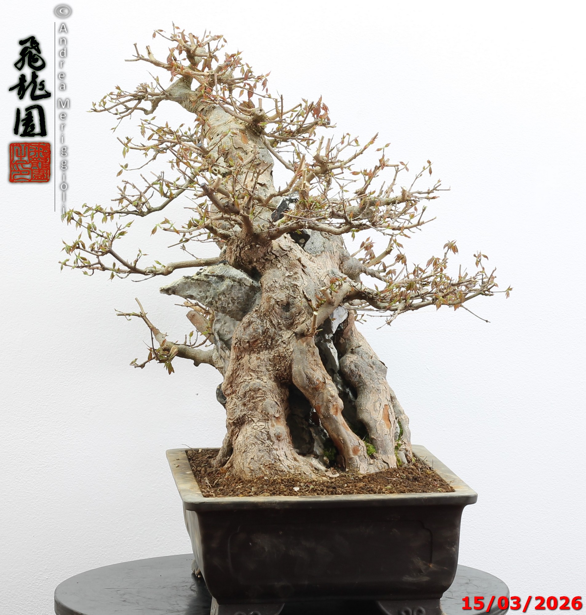 Acer buergerianum ishizuki - Image 3