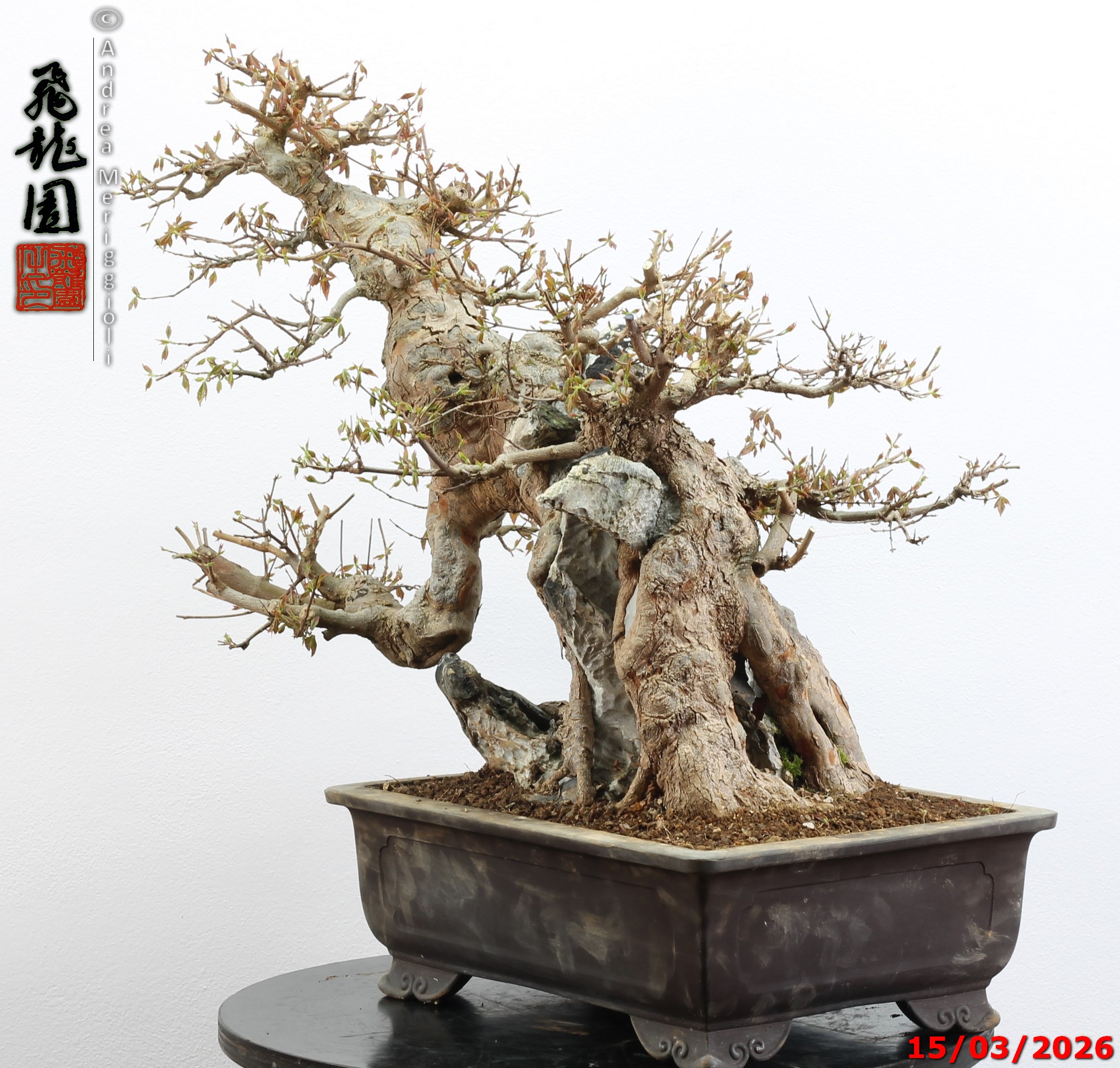 Acer buergerianum ishizuki - Image 2