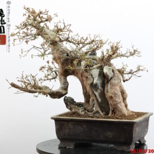Acer buergerianum ishizuki
