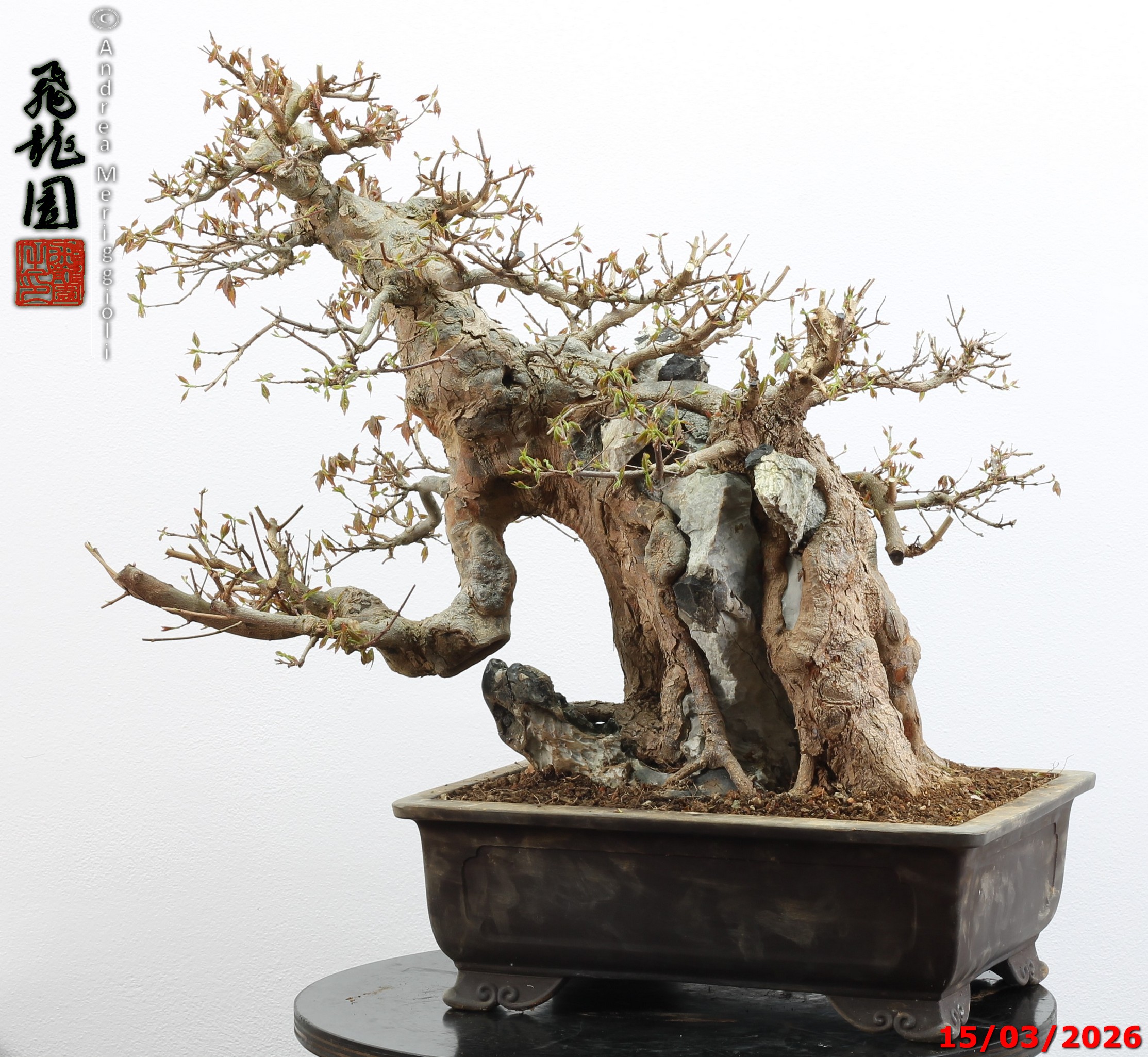 Acer buergerianum ishizuki