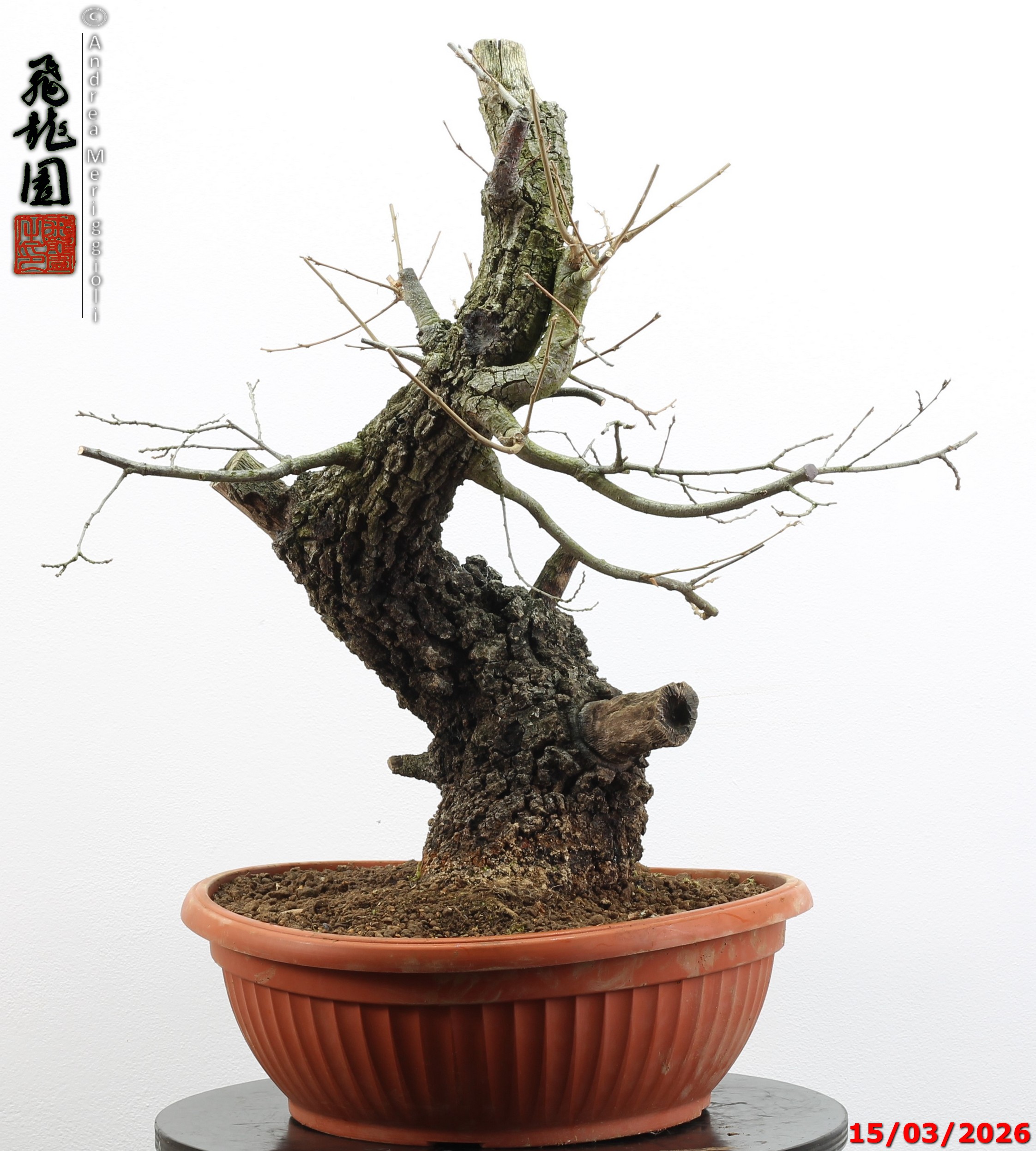 Quercus cerris - immagine 12