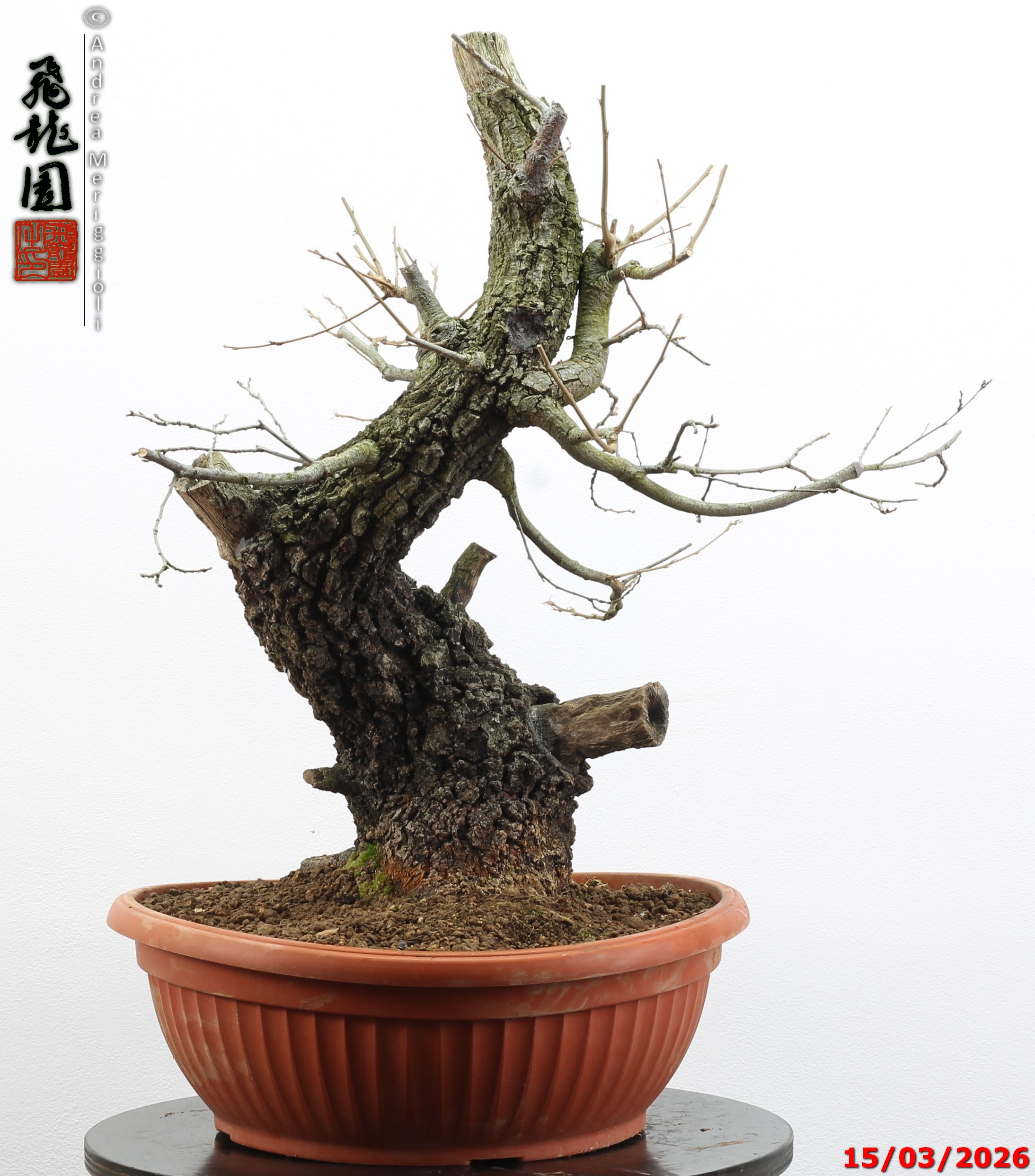 Quercus cerris - immagine 11