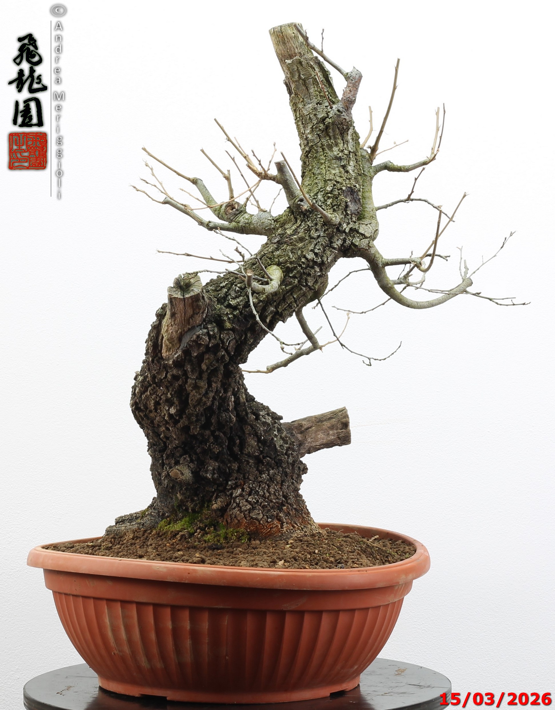 Quercus cerris - immagine 10