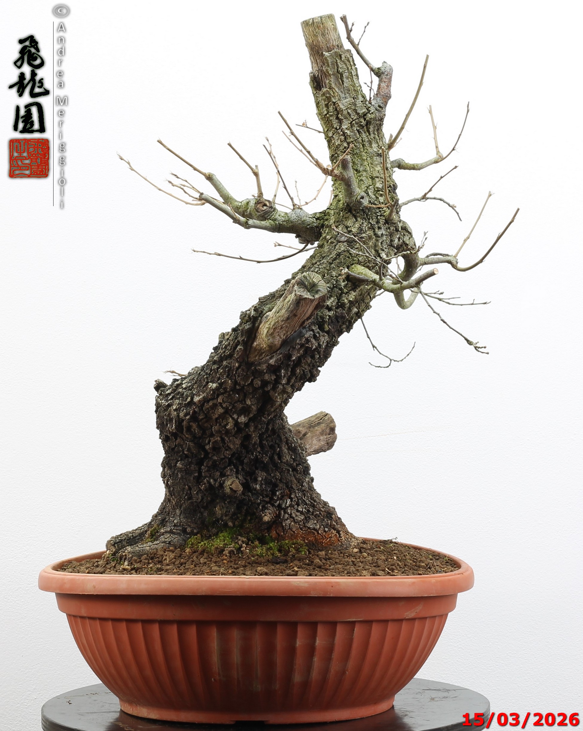 Quercus cerris - immagine 9