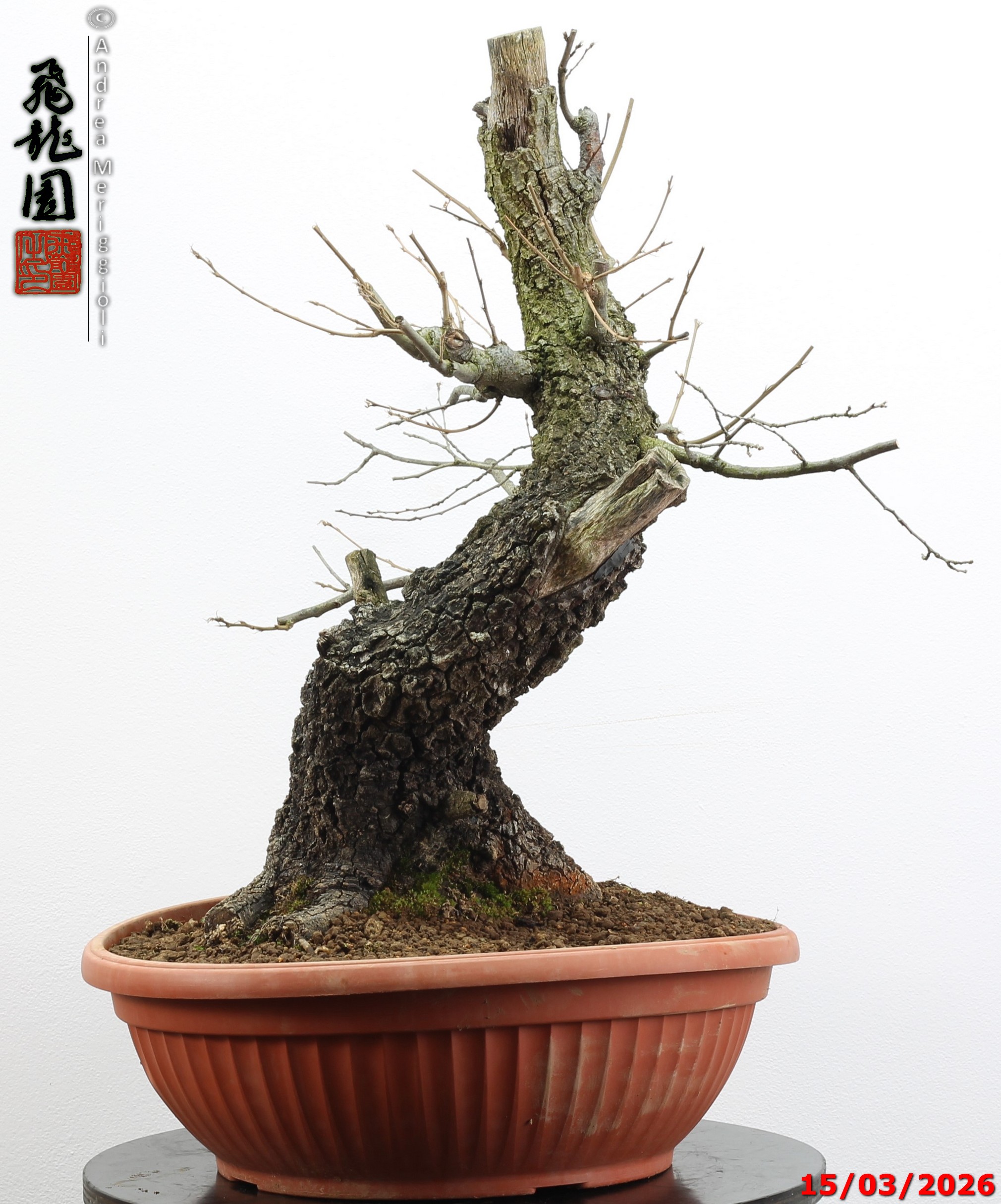 Quercus cerris - immagine 8