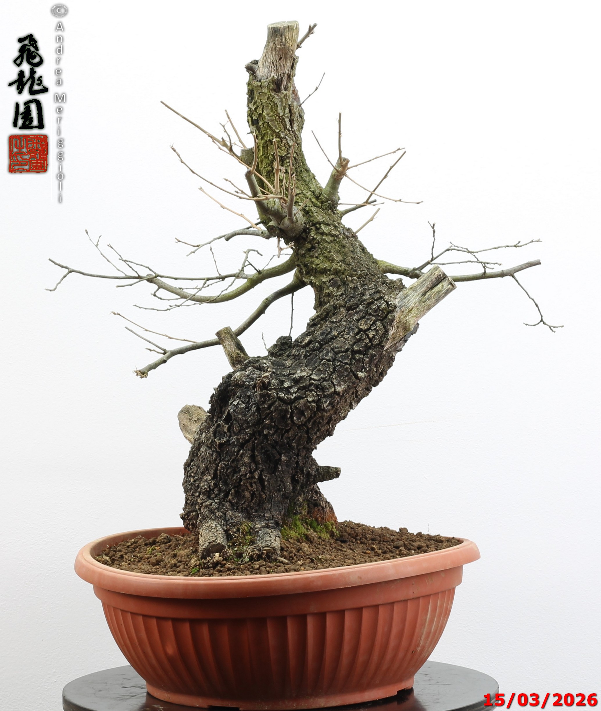 Quercus cerris - immagine 7