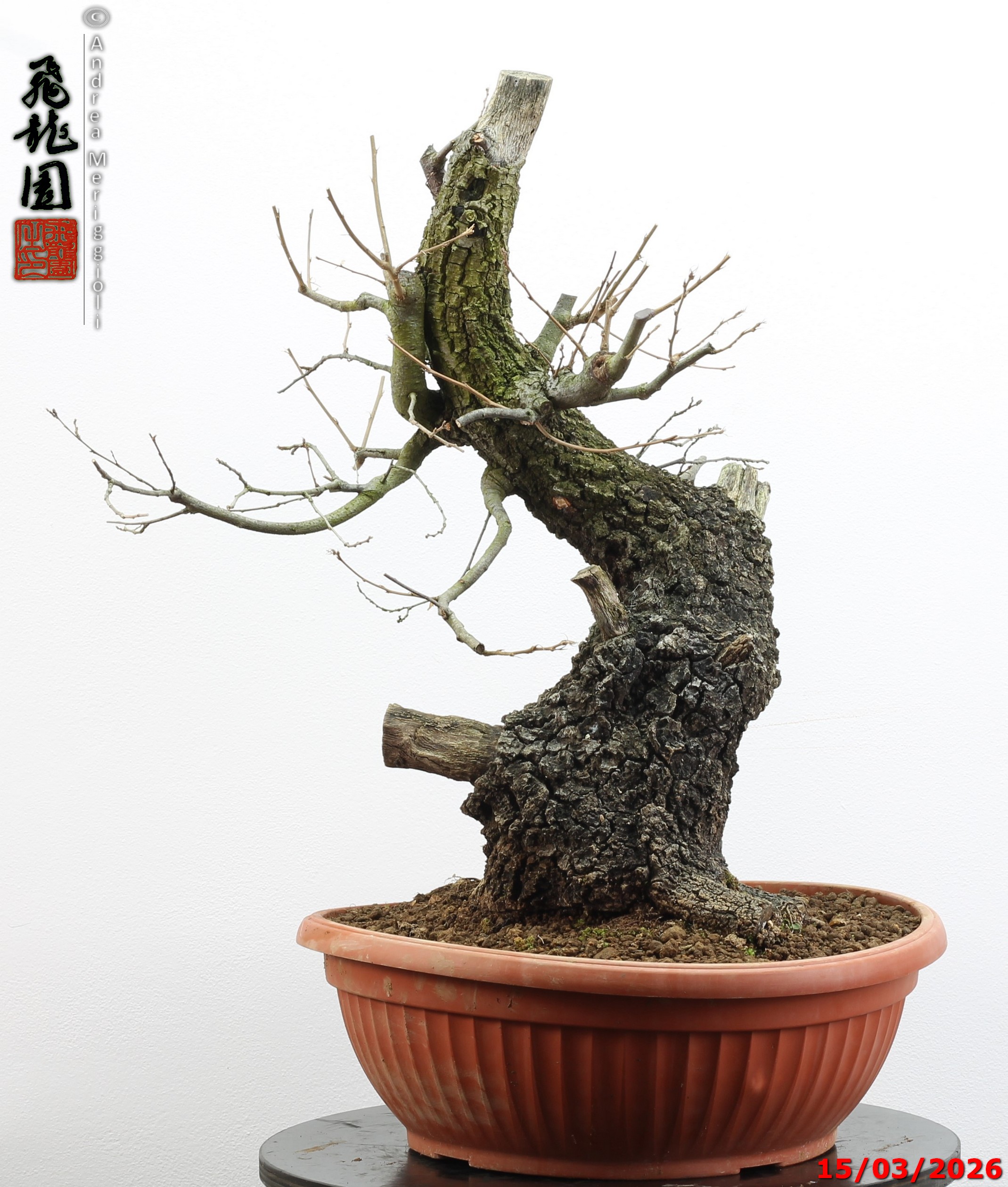 Quercus cerris - immagine 6