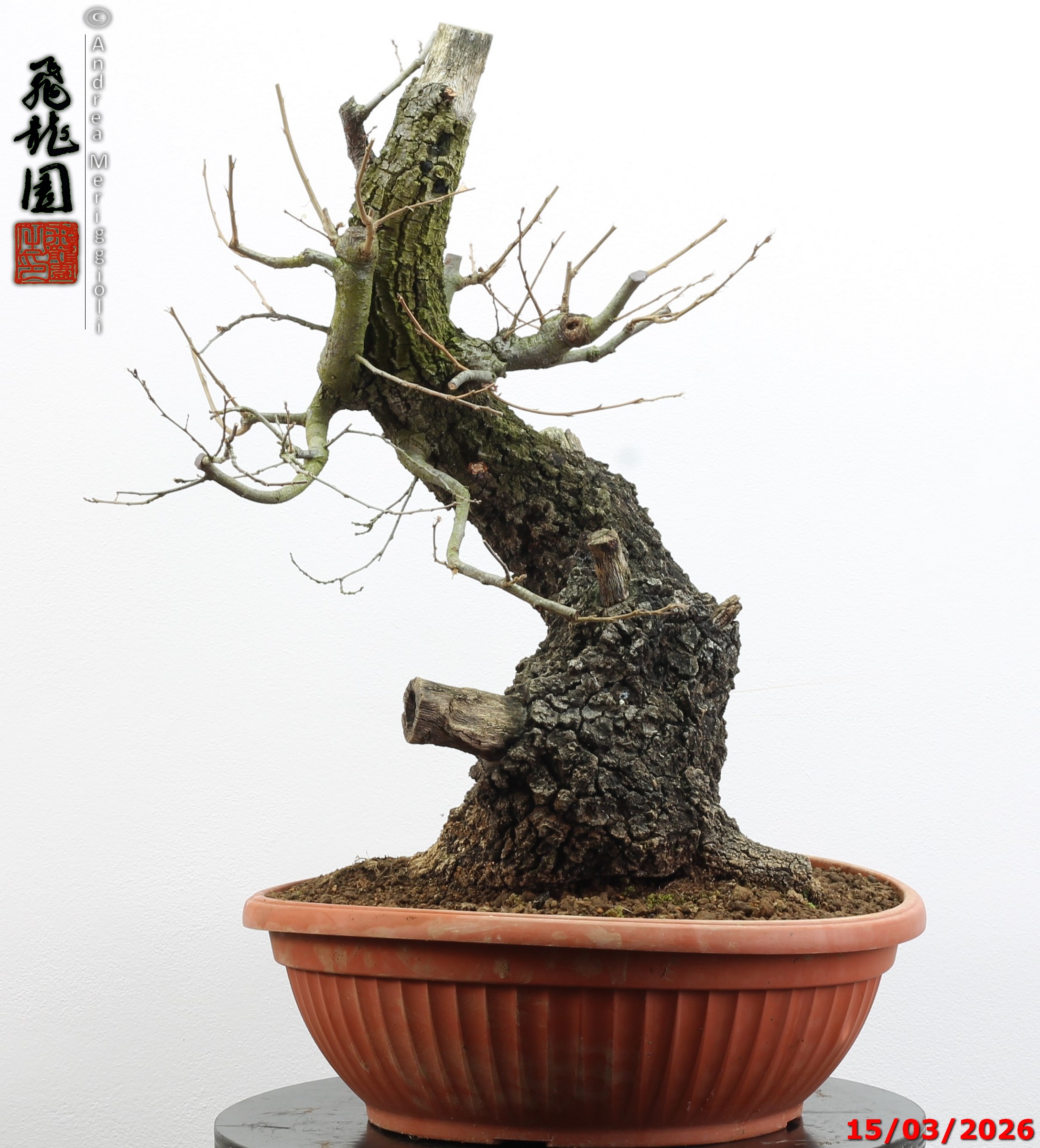 Quercus cerris - immagine 5