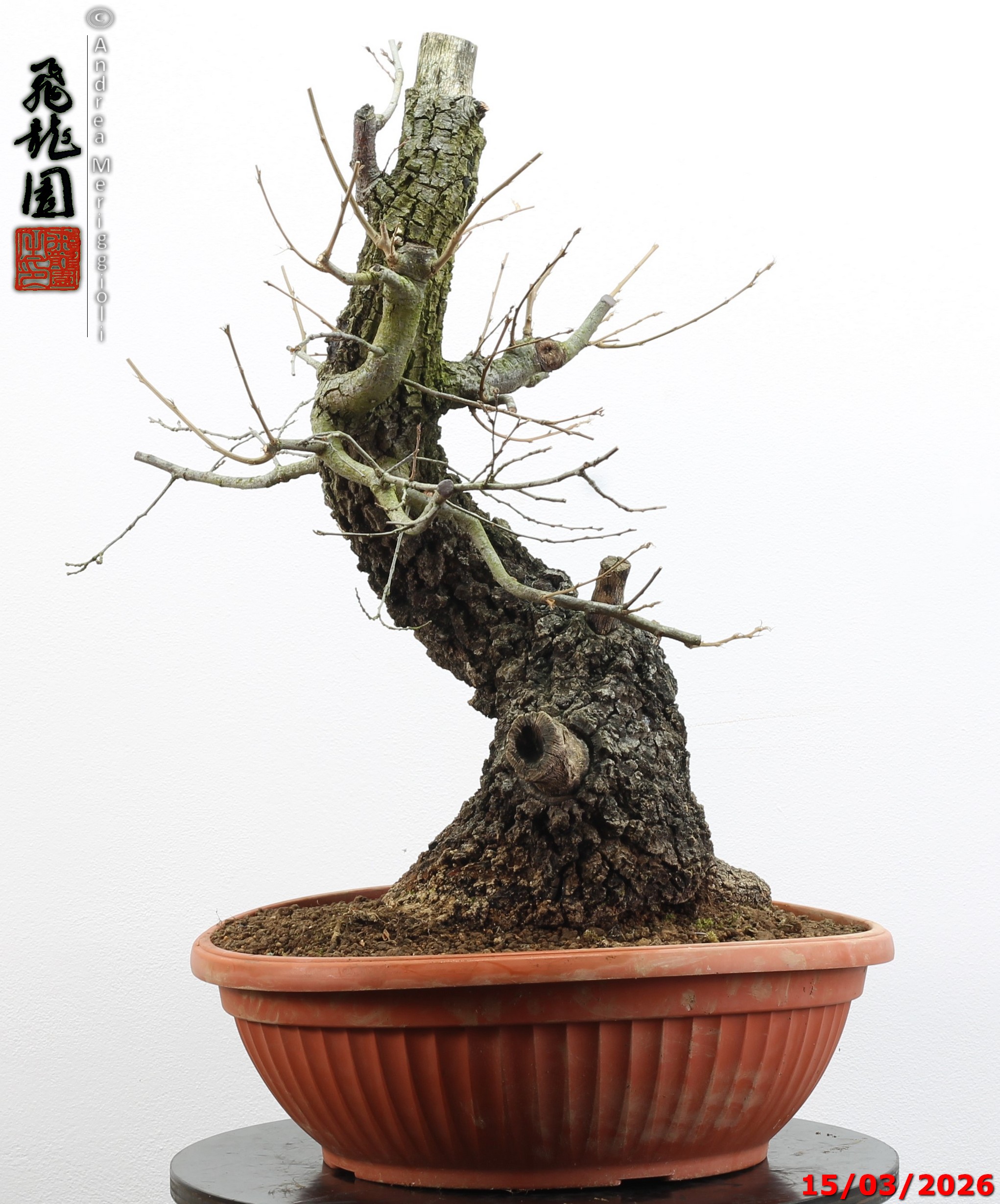 Quercus cerris - immagine 4