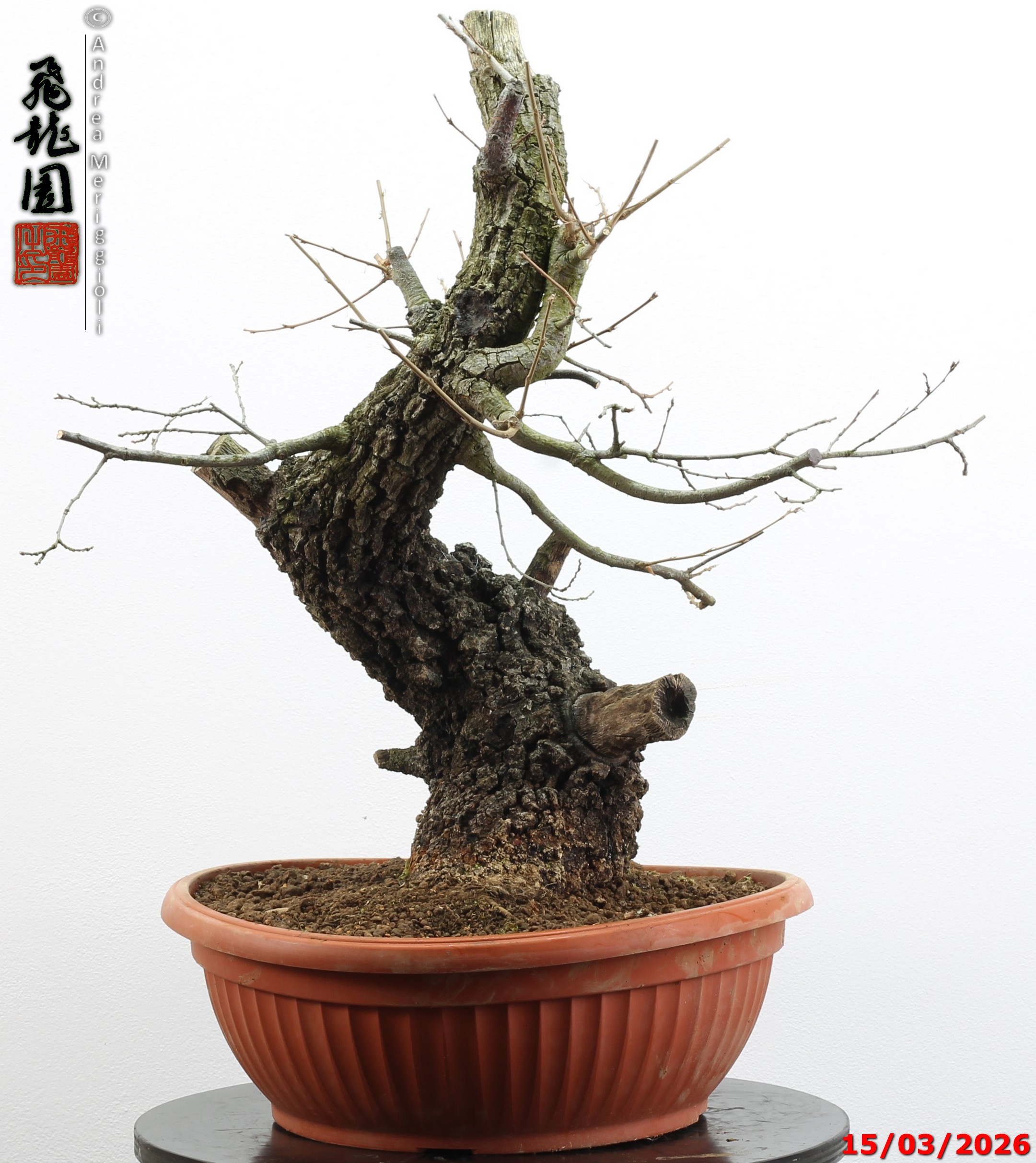 Quercus cerris - immagine 3