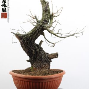 Quercus cerris