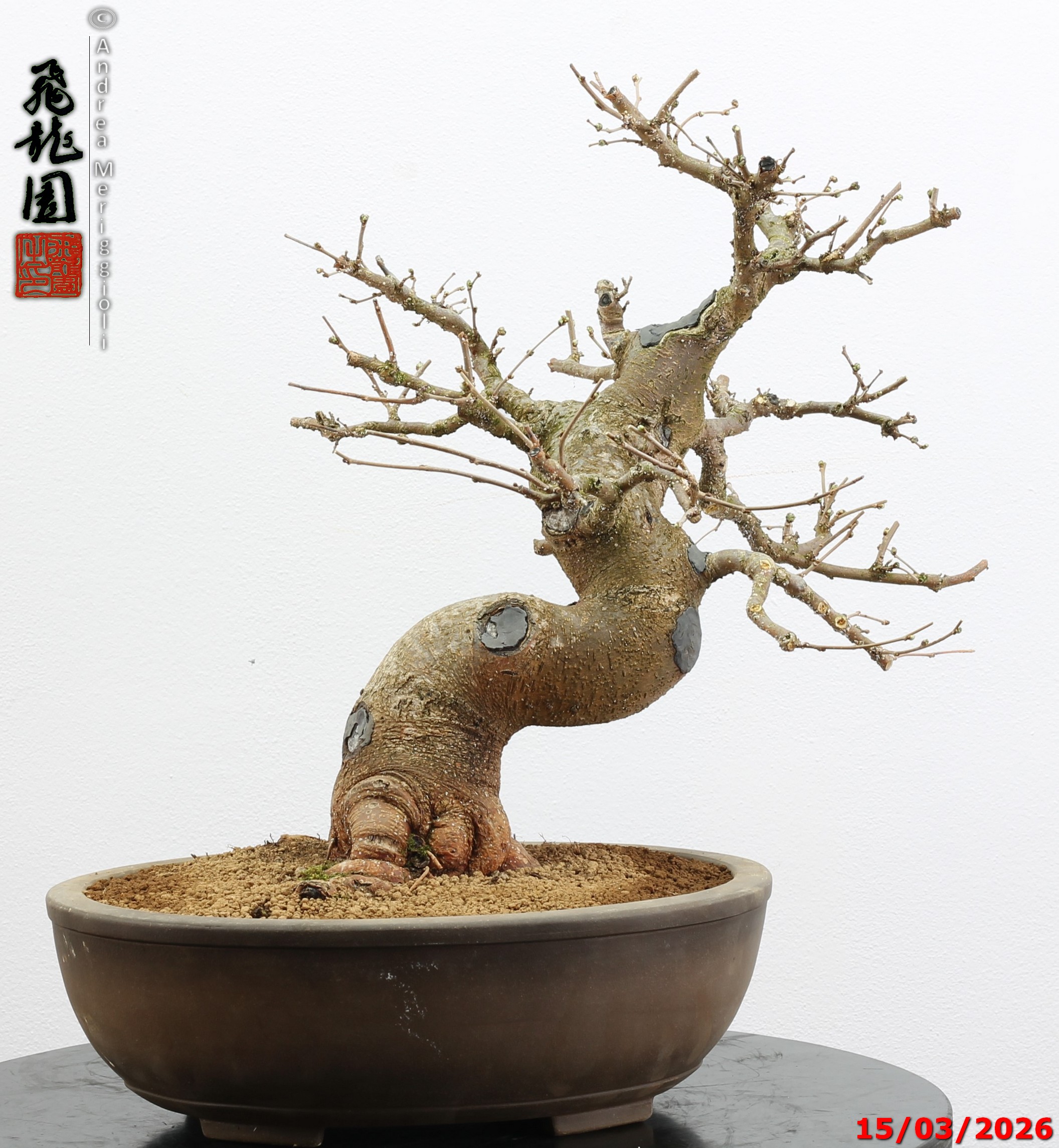 Morus nigra - immagine 11