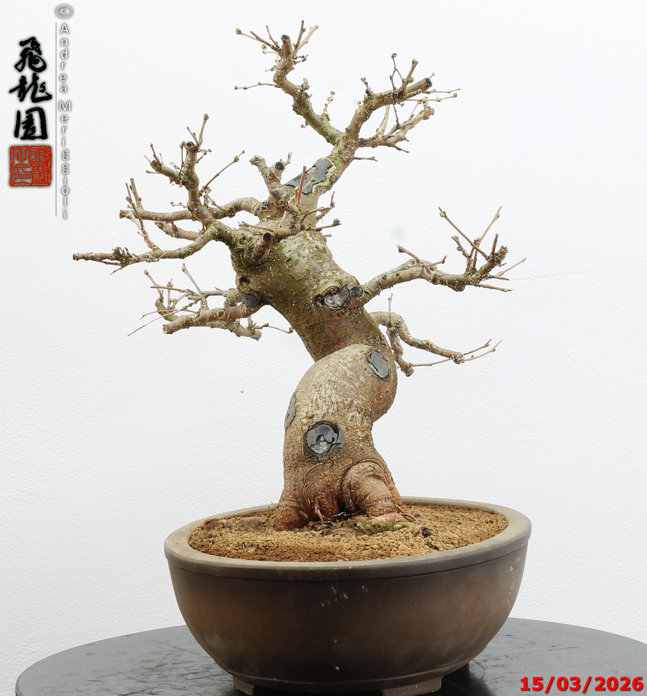 Morus nigra - immagine 9