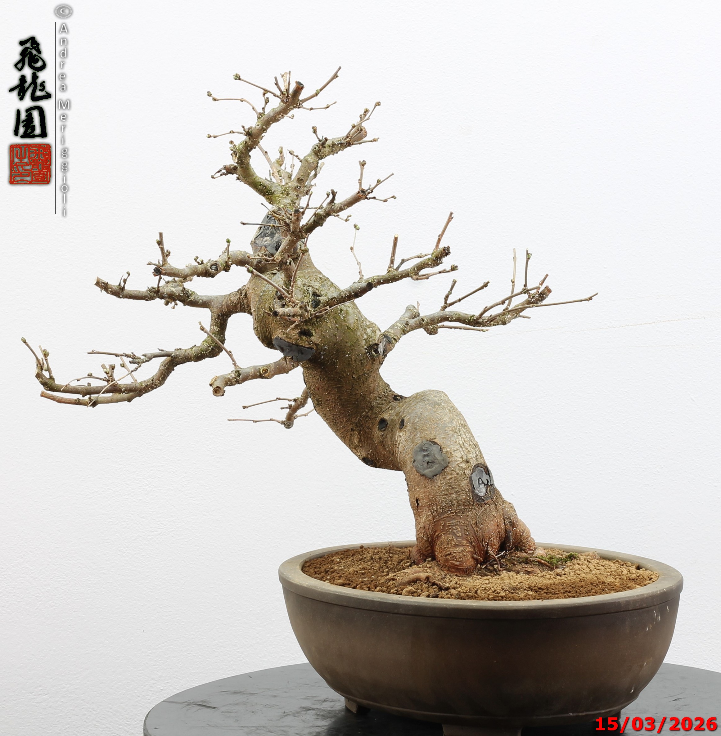 Morus nigra - immagine 8