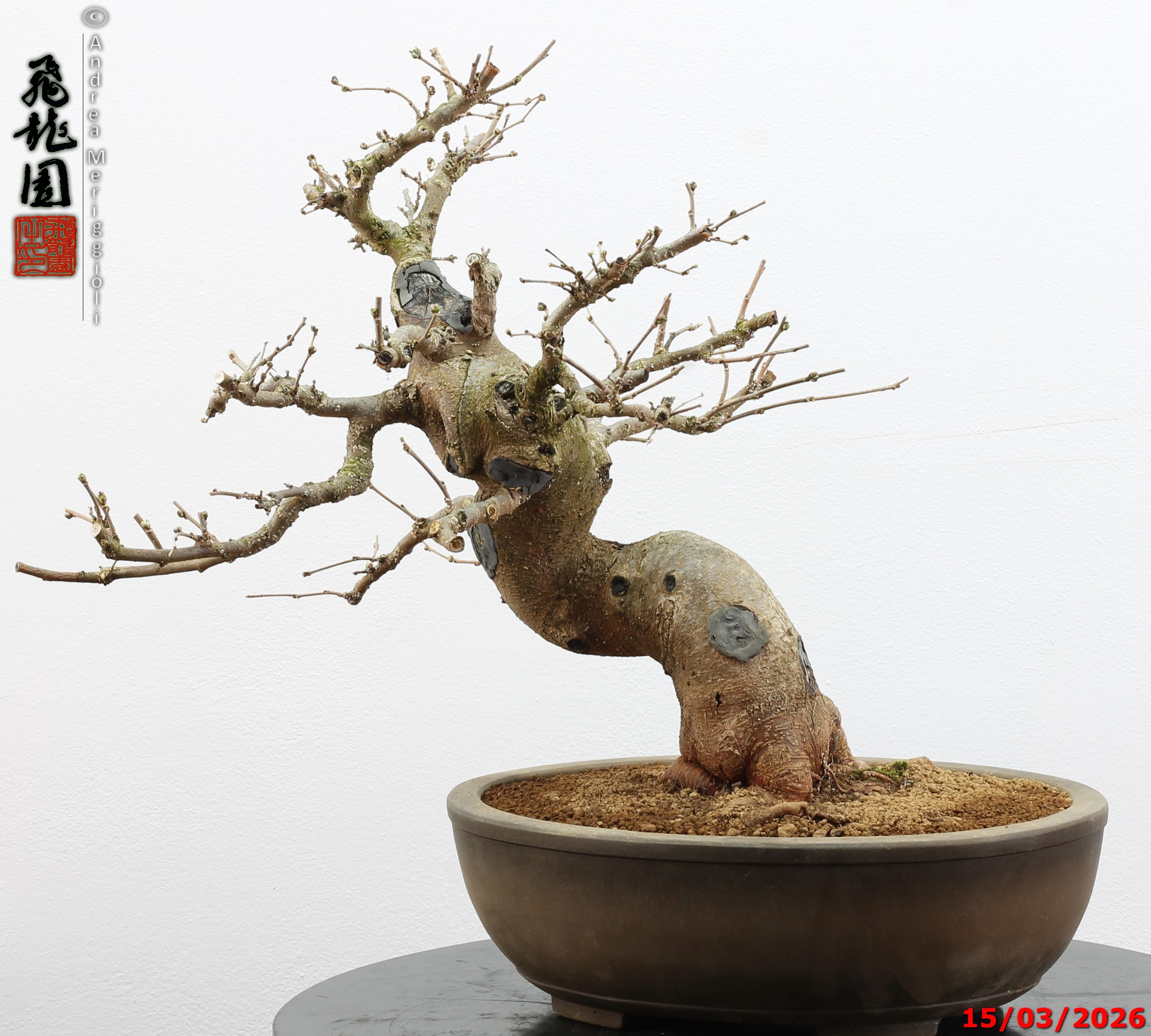 Morus nigra - immagine 7
