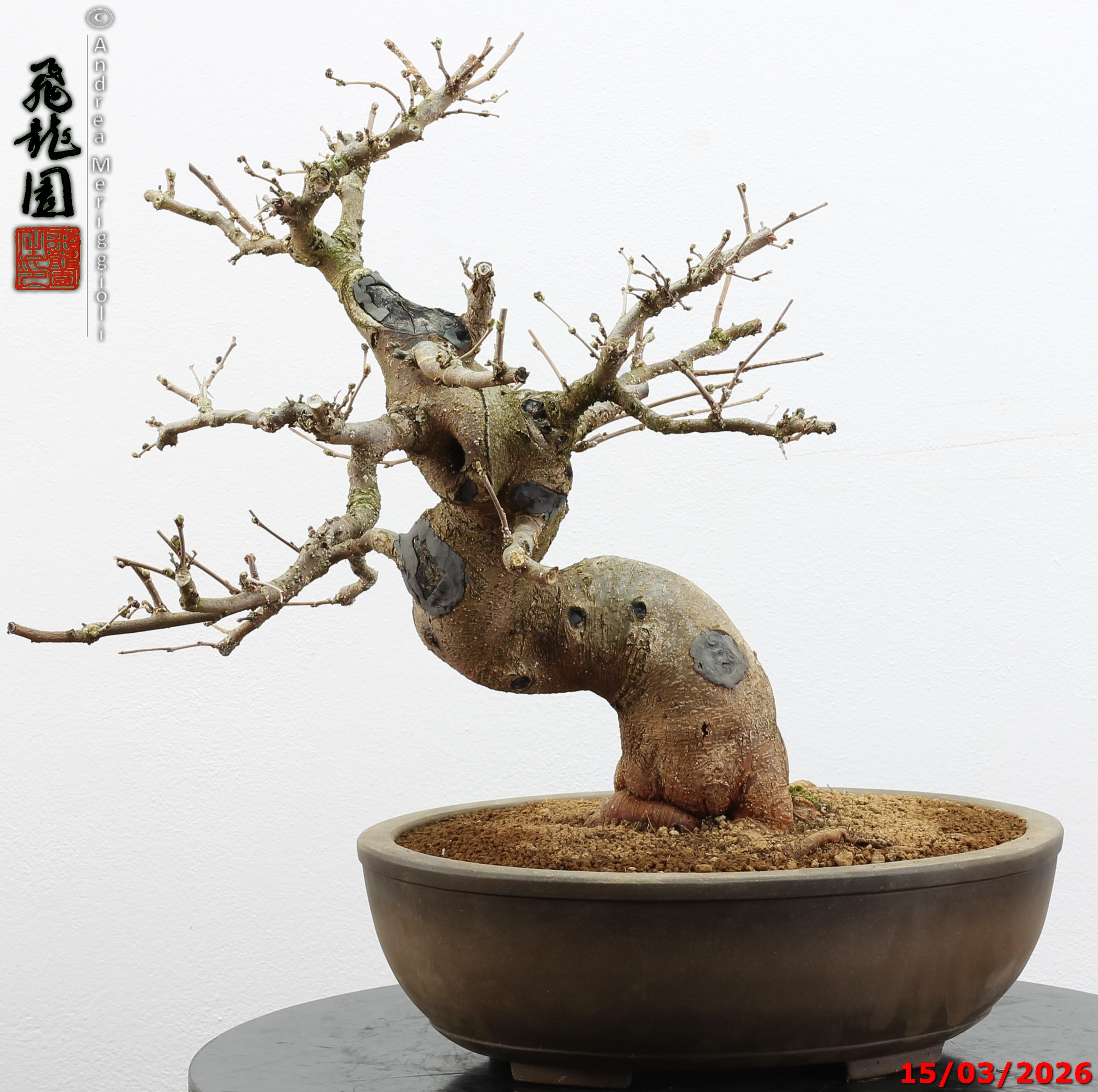 Morus nigra - immagine 6