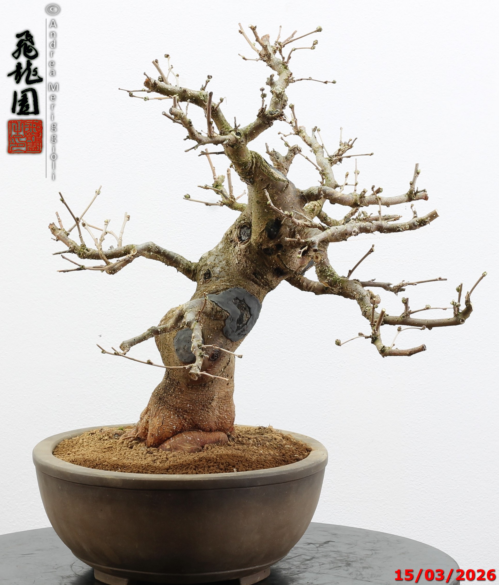 Morus nigra - immagine 3