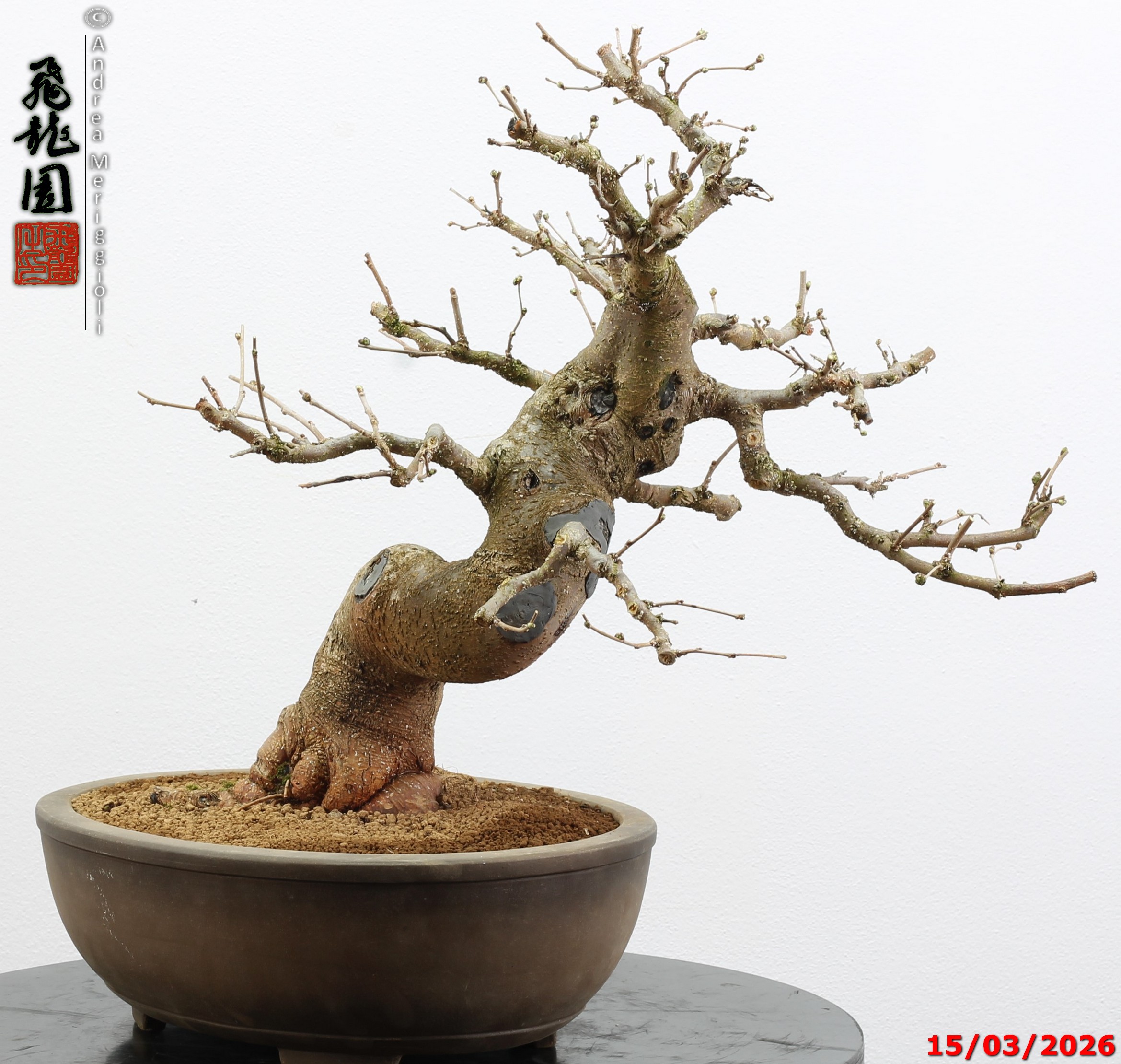 Morus nigra - immagine 2