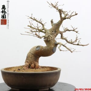 Morus nigra
