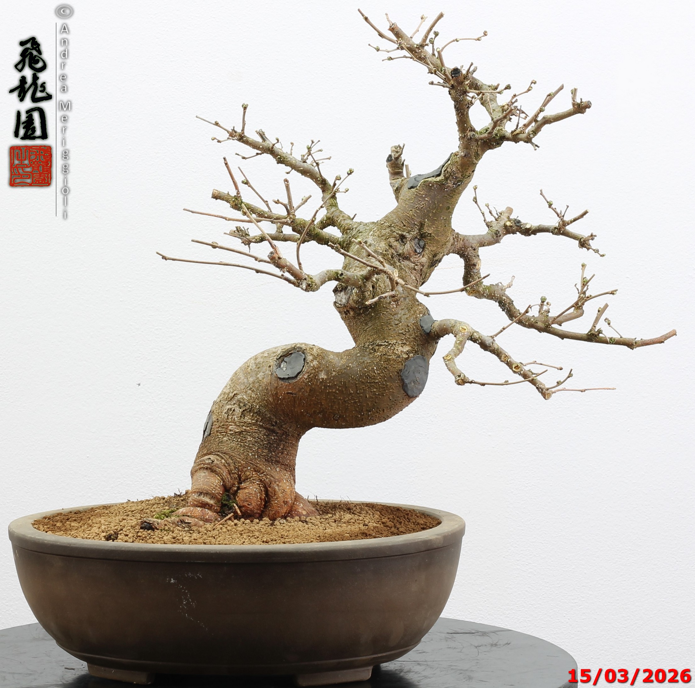 Morus nigra