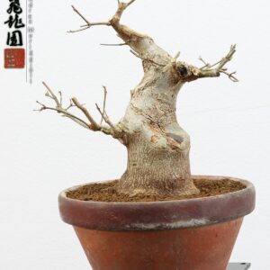 Acer buergerianum shohin