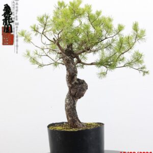 Pinus sylvestris