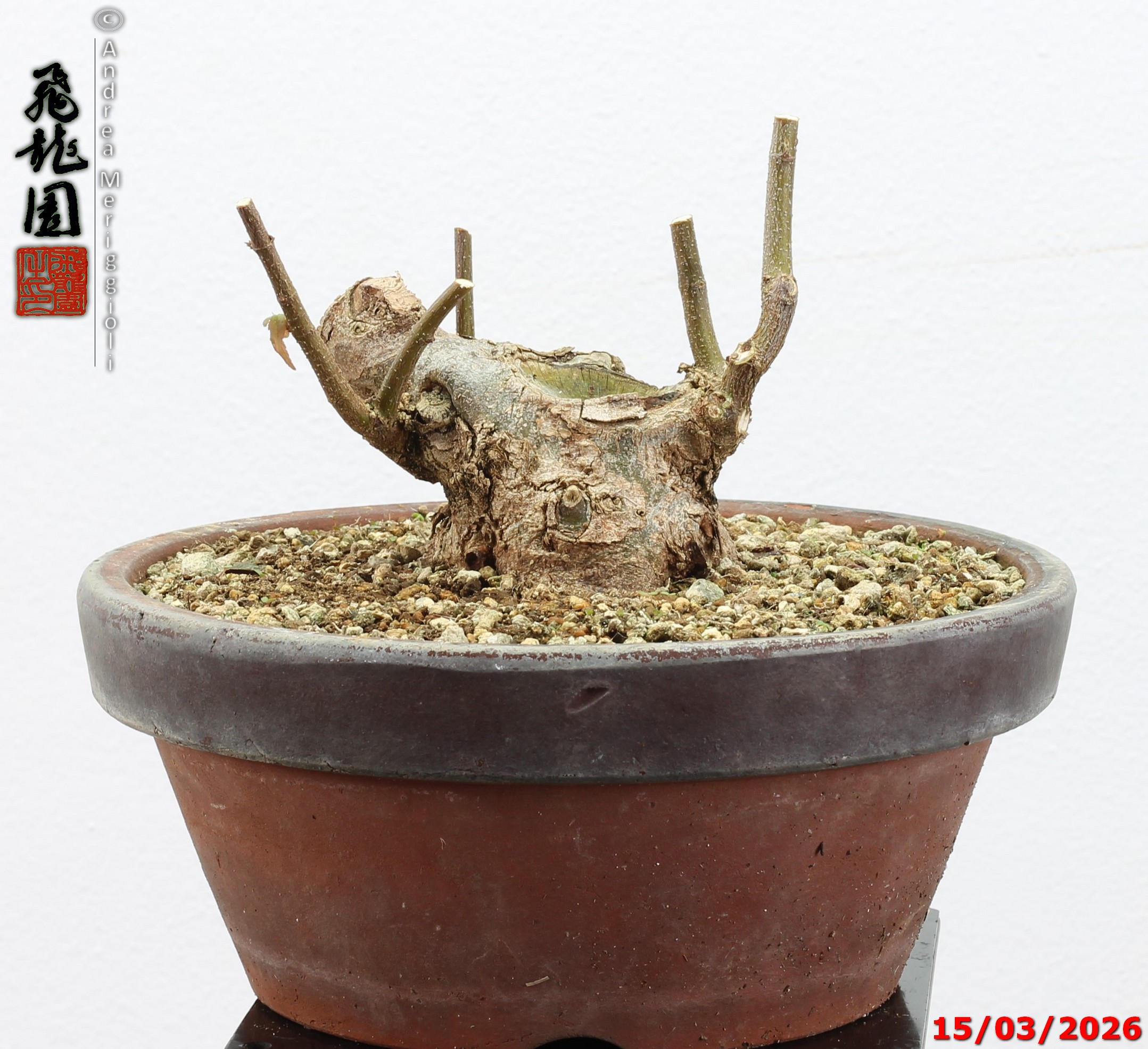 Acer buergerianum shohin - immagine 8