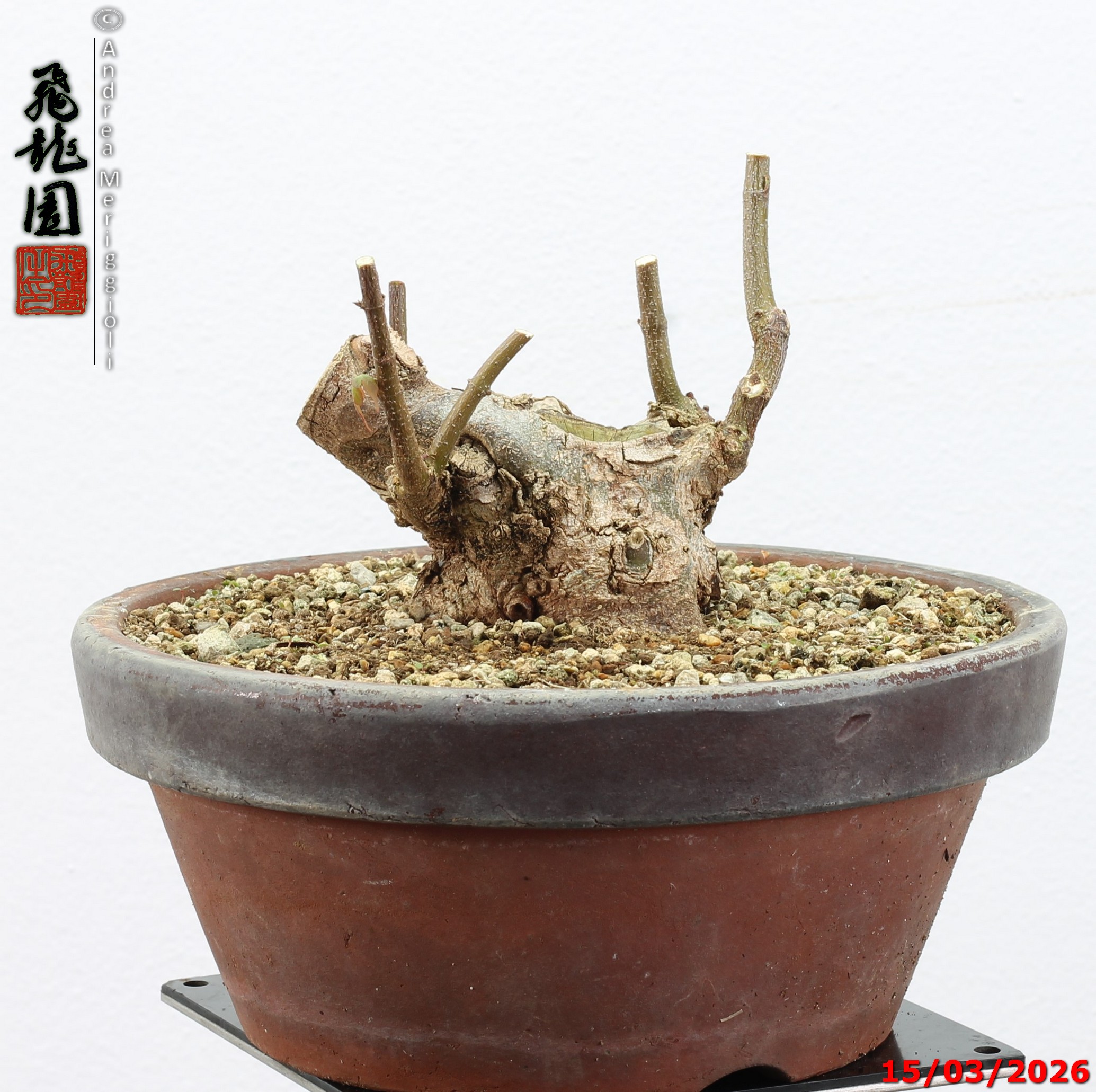 Acer buergerianum shohin - immagine 7