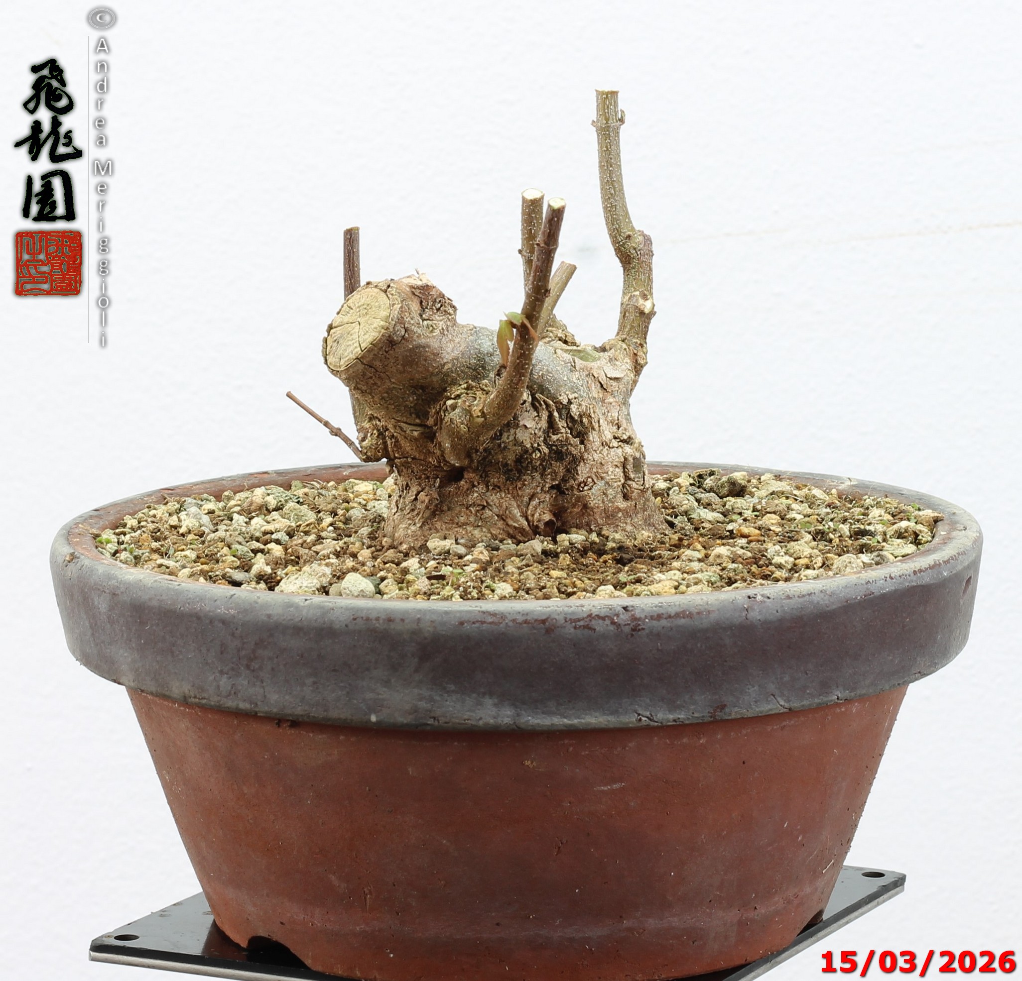 Acer buergerianum shohin - immagine 6