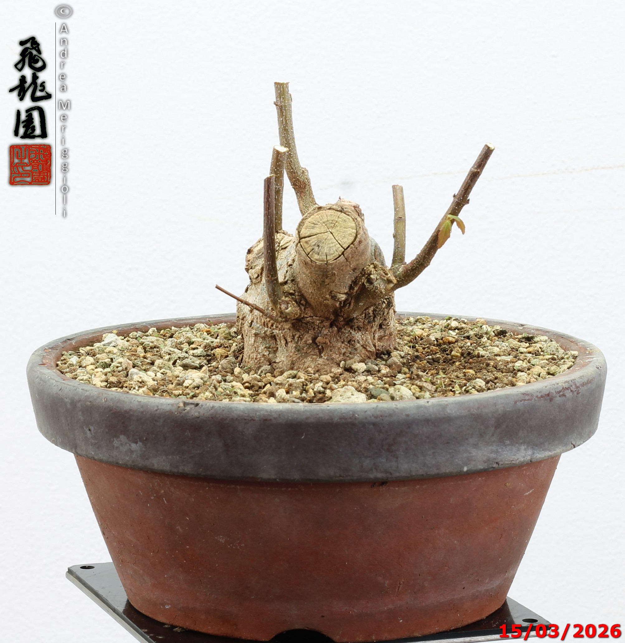 Acer buergerianum shohin - immagine 5