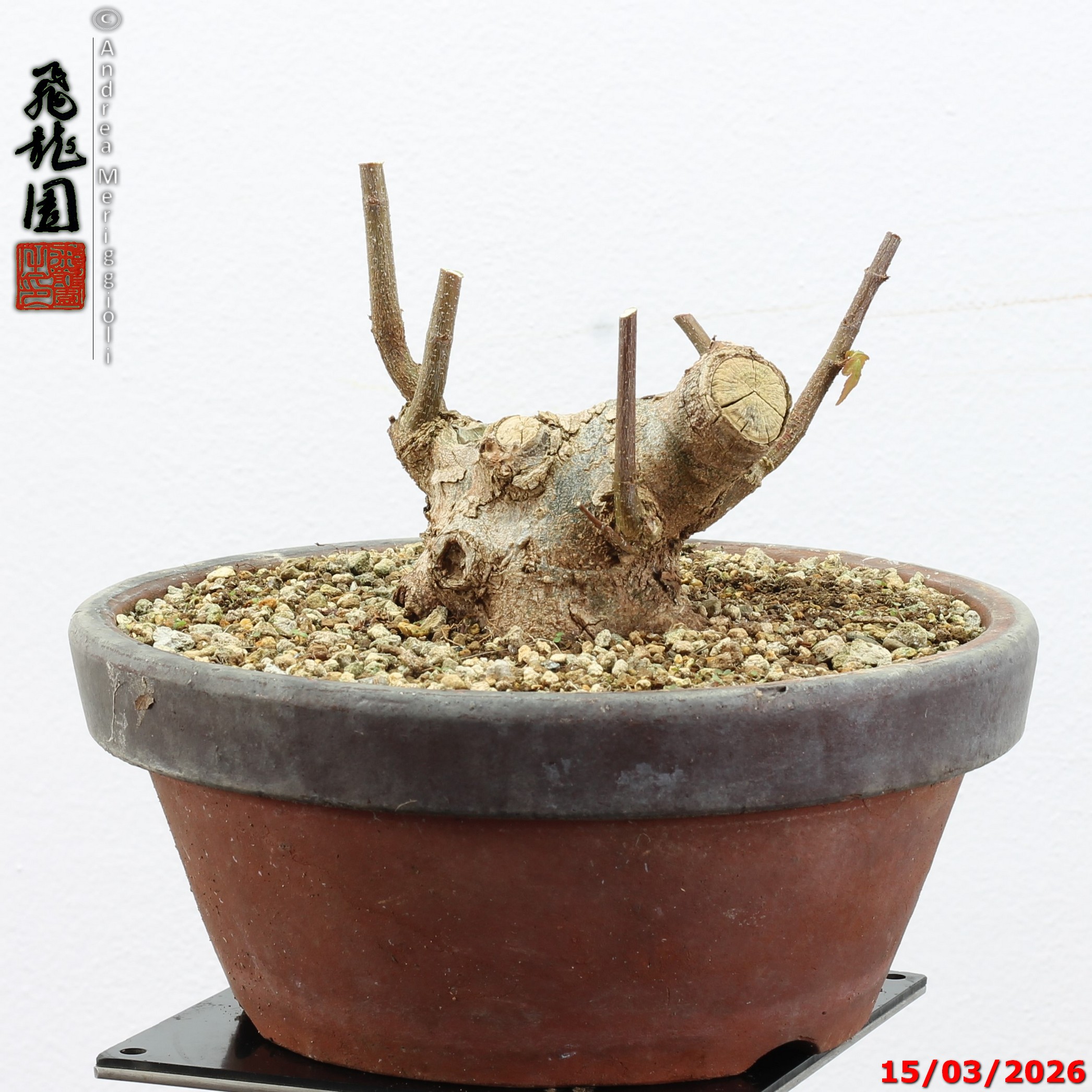 Acer buergerianum shohin - immagine 4