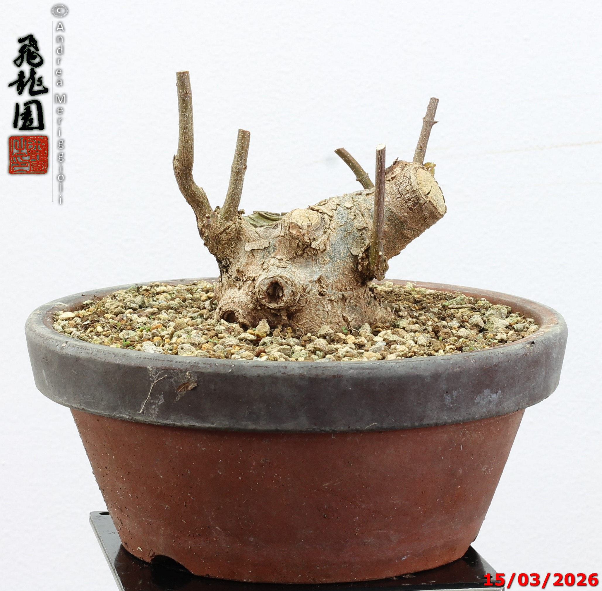 Acer buergerianum shohin - immagine 3
