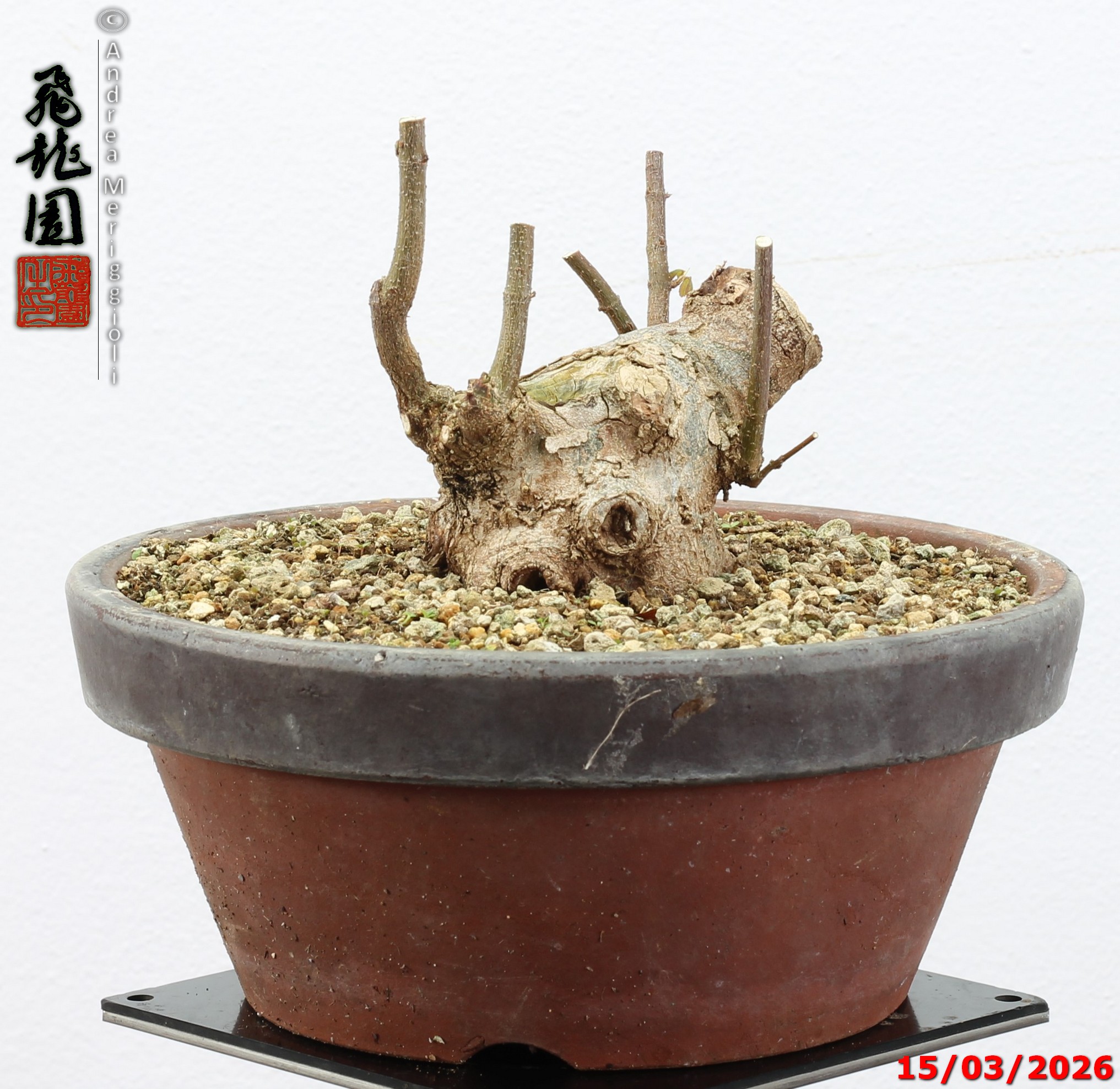 Acer buergerianum shohin - immagine 2