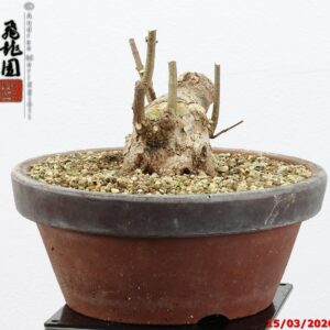 Acer buergerianum shohin