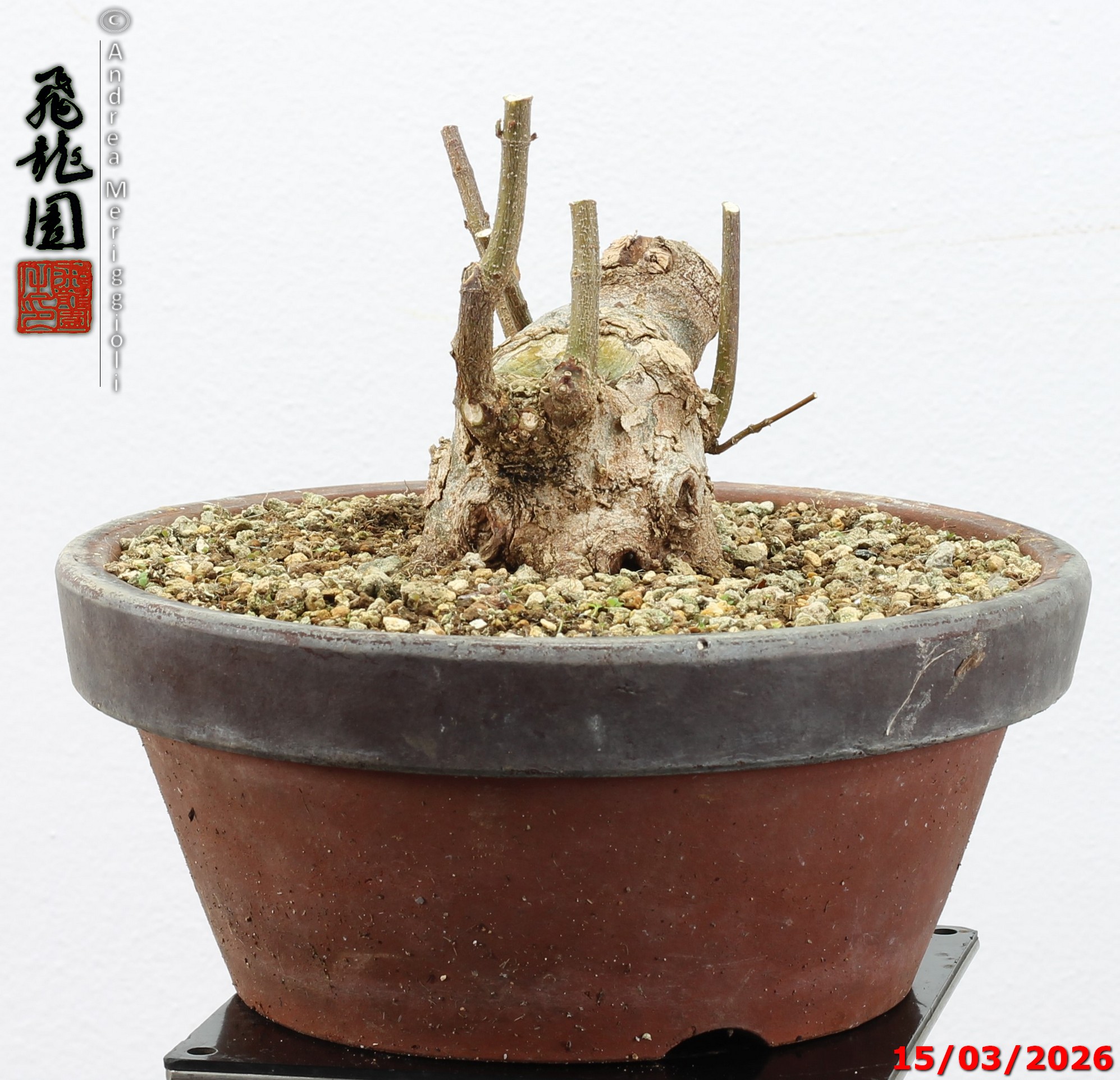 Acer buergerianum shohin