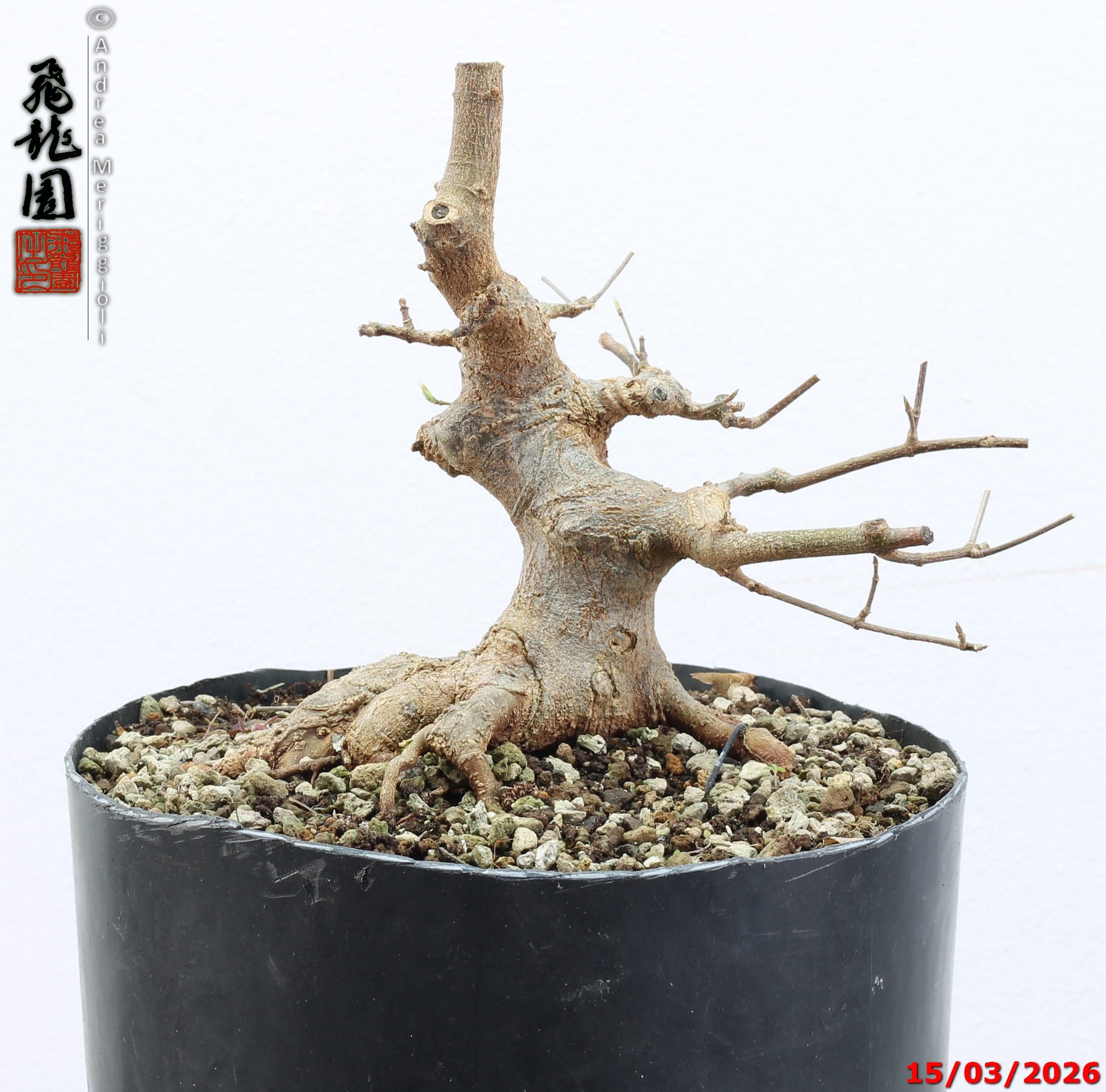 Acer buergerianum shohin - immagine 12