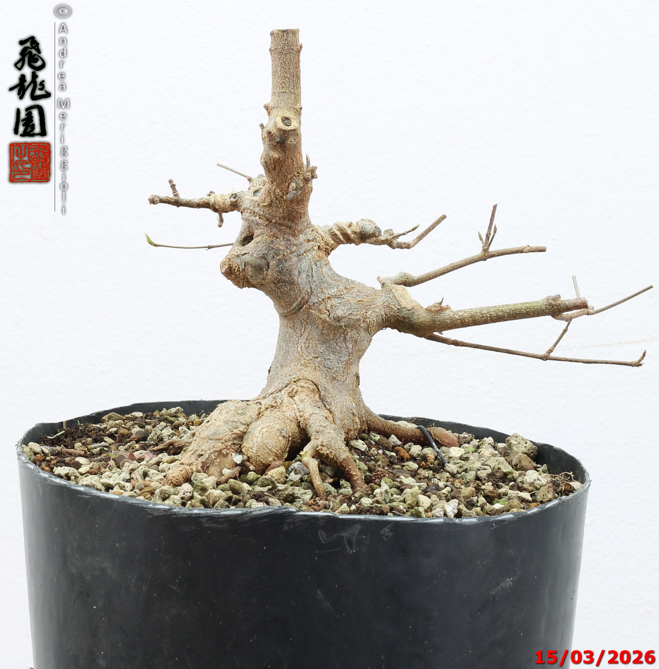Acer buergerianum shohin - immagine 11