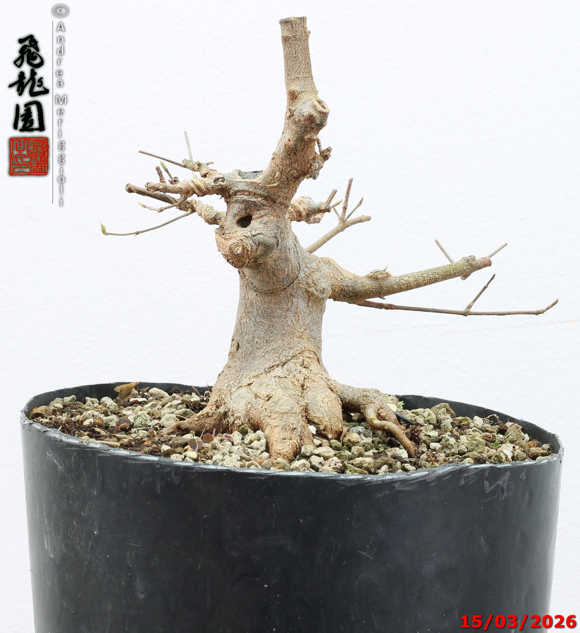 Acer buergerianum shohin - immagine 10