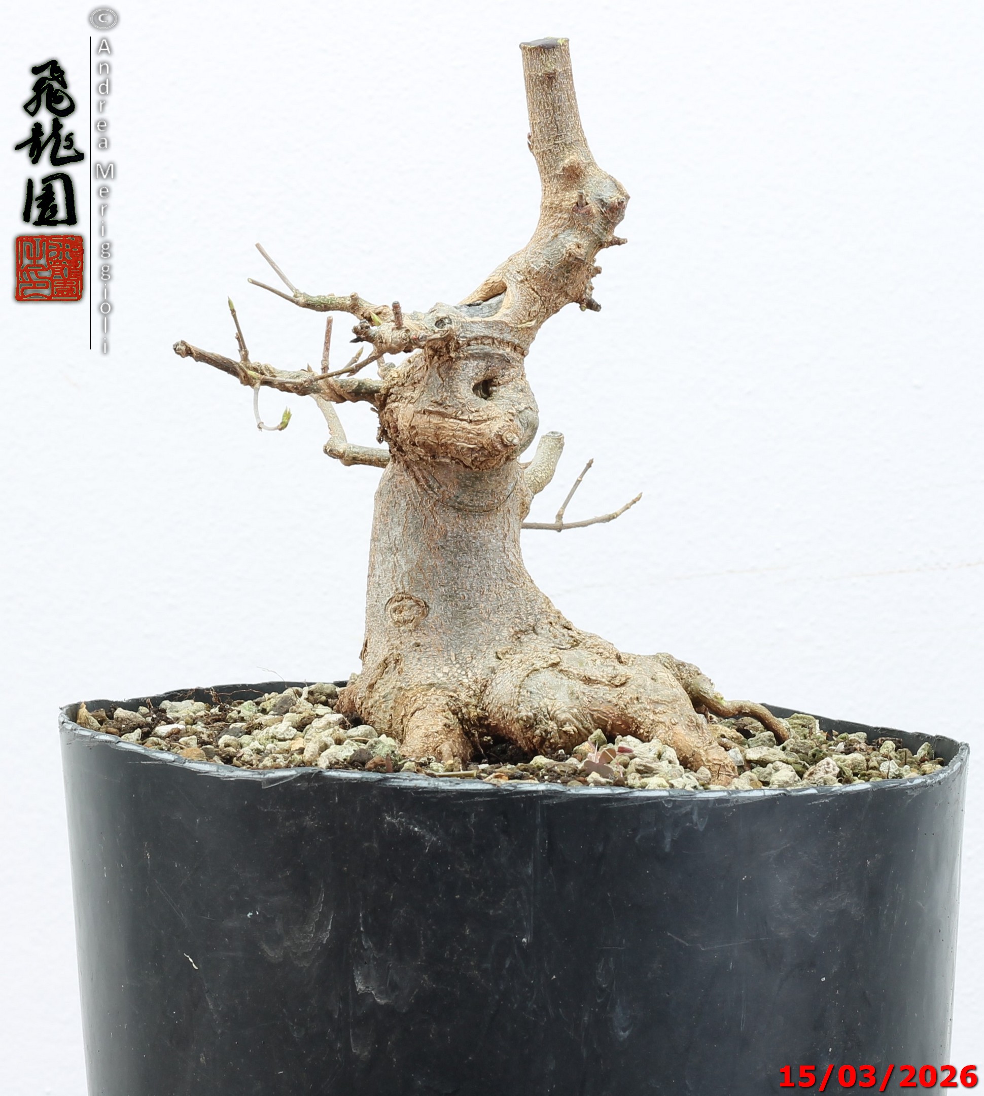 Acer buergerianum shohin - immagine 9
