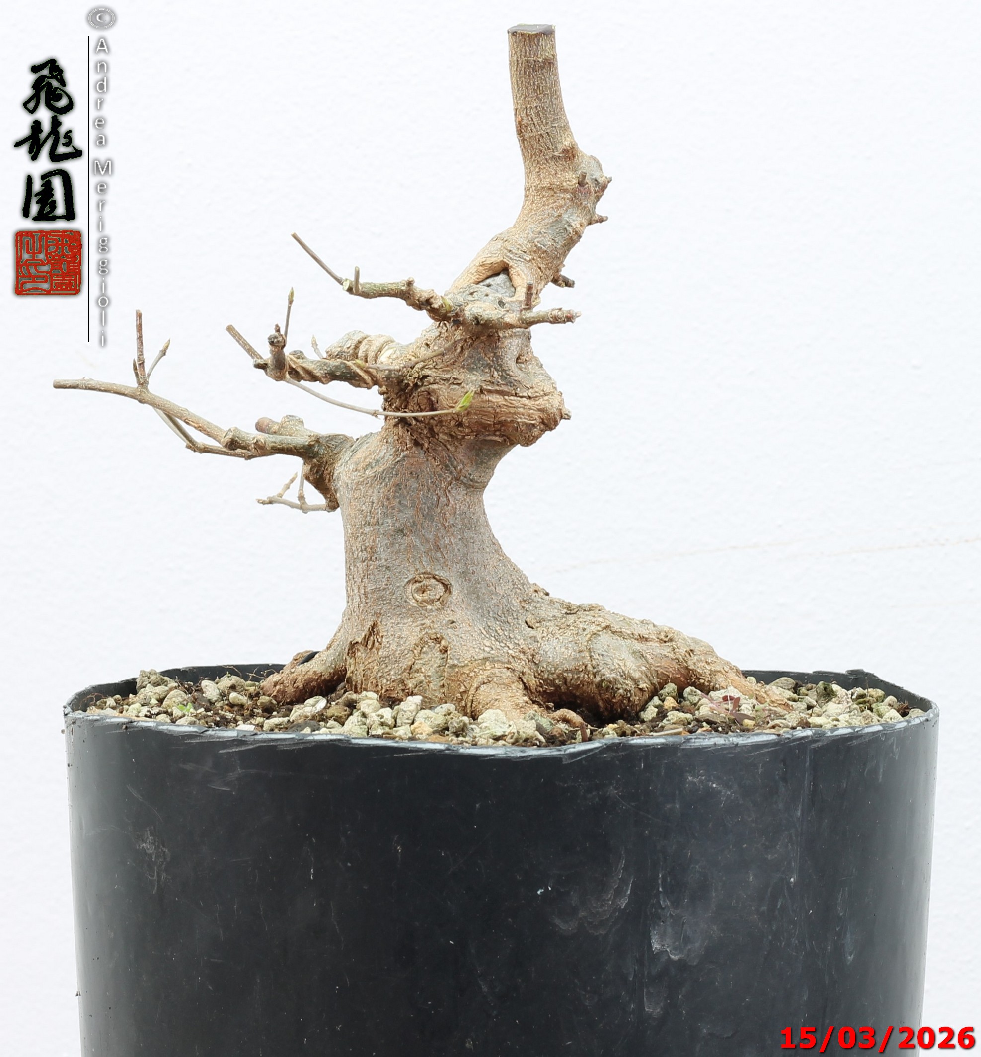 Acer buergerianum shohin - immagine 8