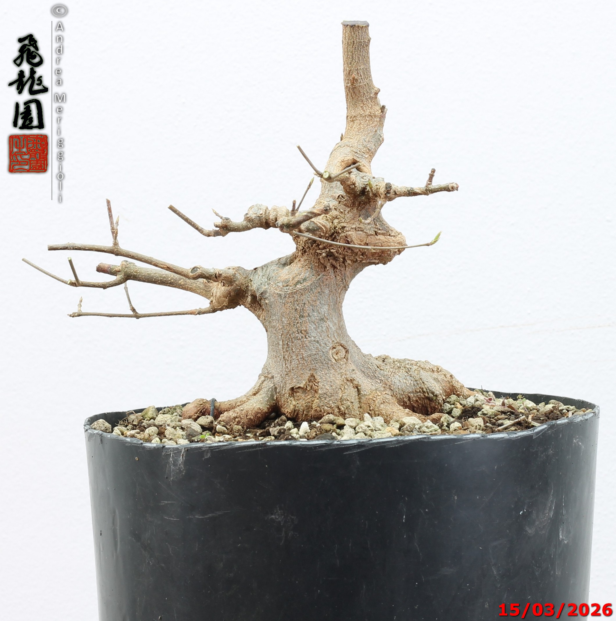 Acer buergerianum shohin - immagine 7