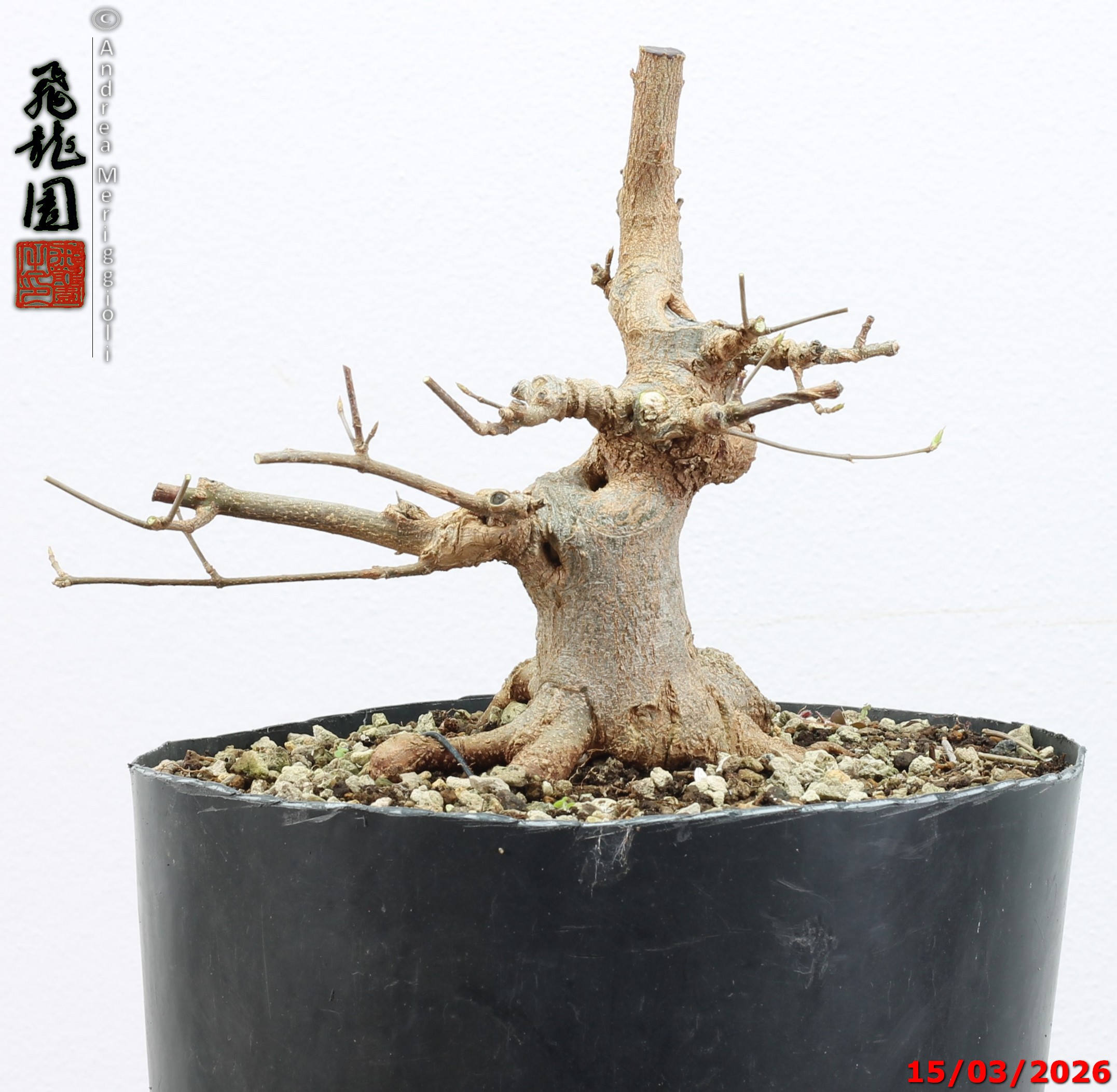 Acer buergerianum shohin - immagine 6