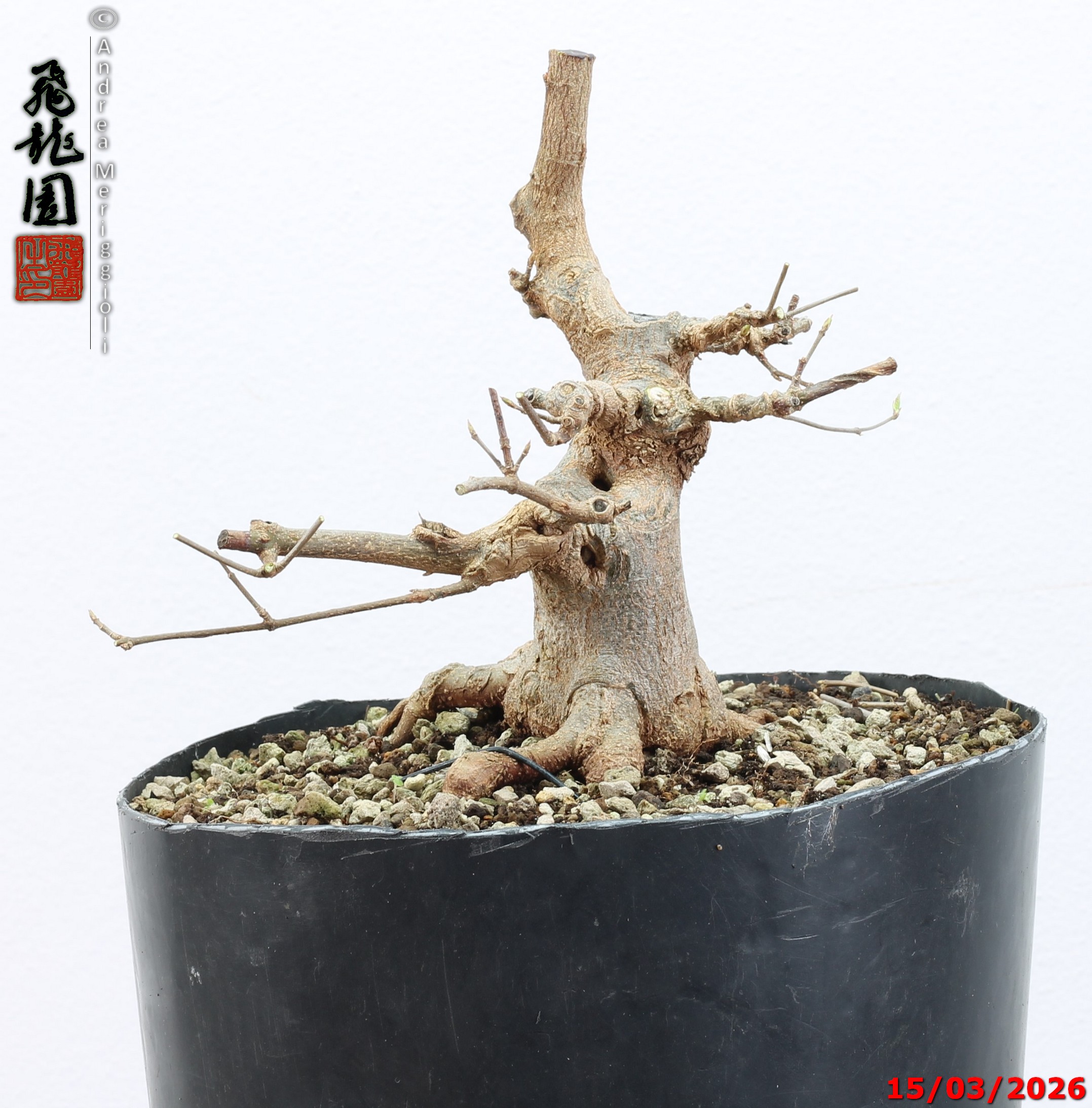Acer buergerianum shohin - immagine 5