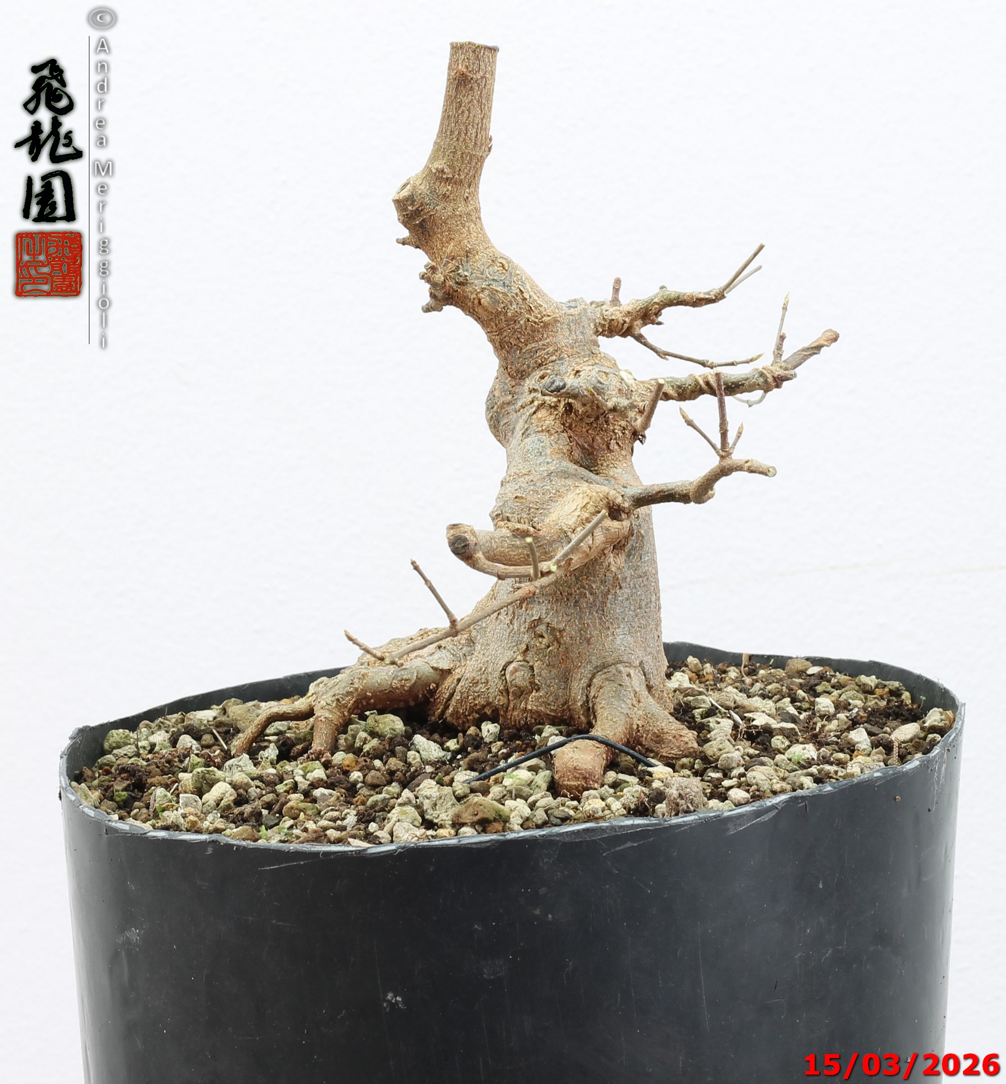 Acer buergerianum shohin - immagine 4