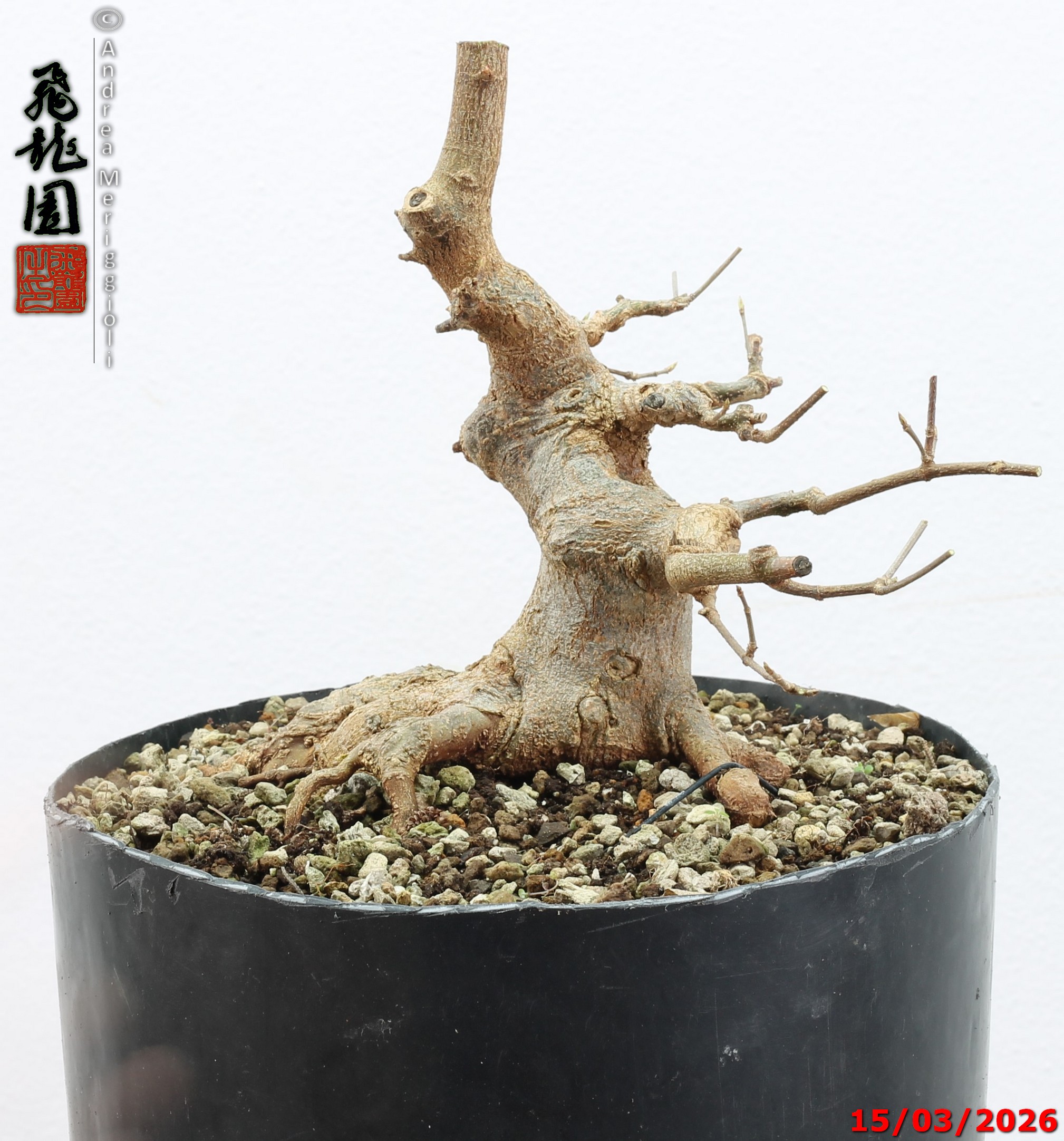 Acer buergerianum shohin - immagine 3