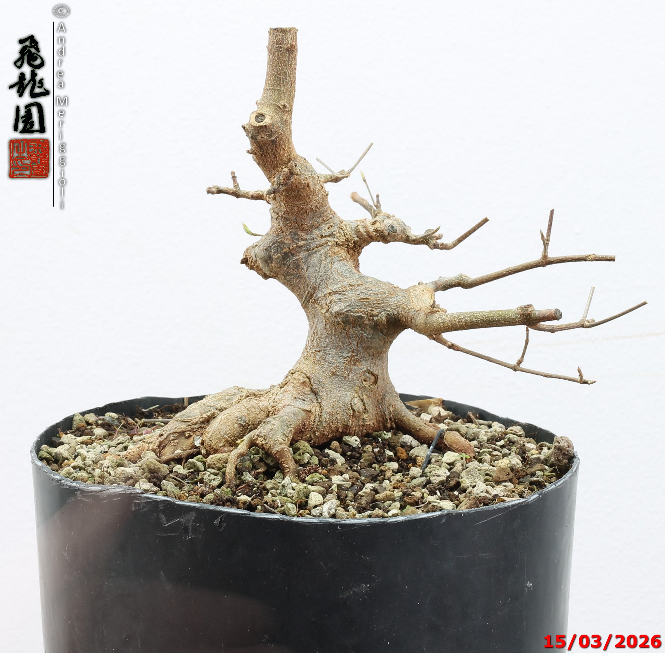 Acer buergerianum shohin - immagine 2