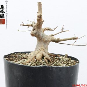Acer buergerianum shohin